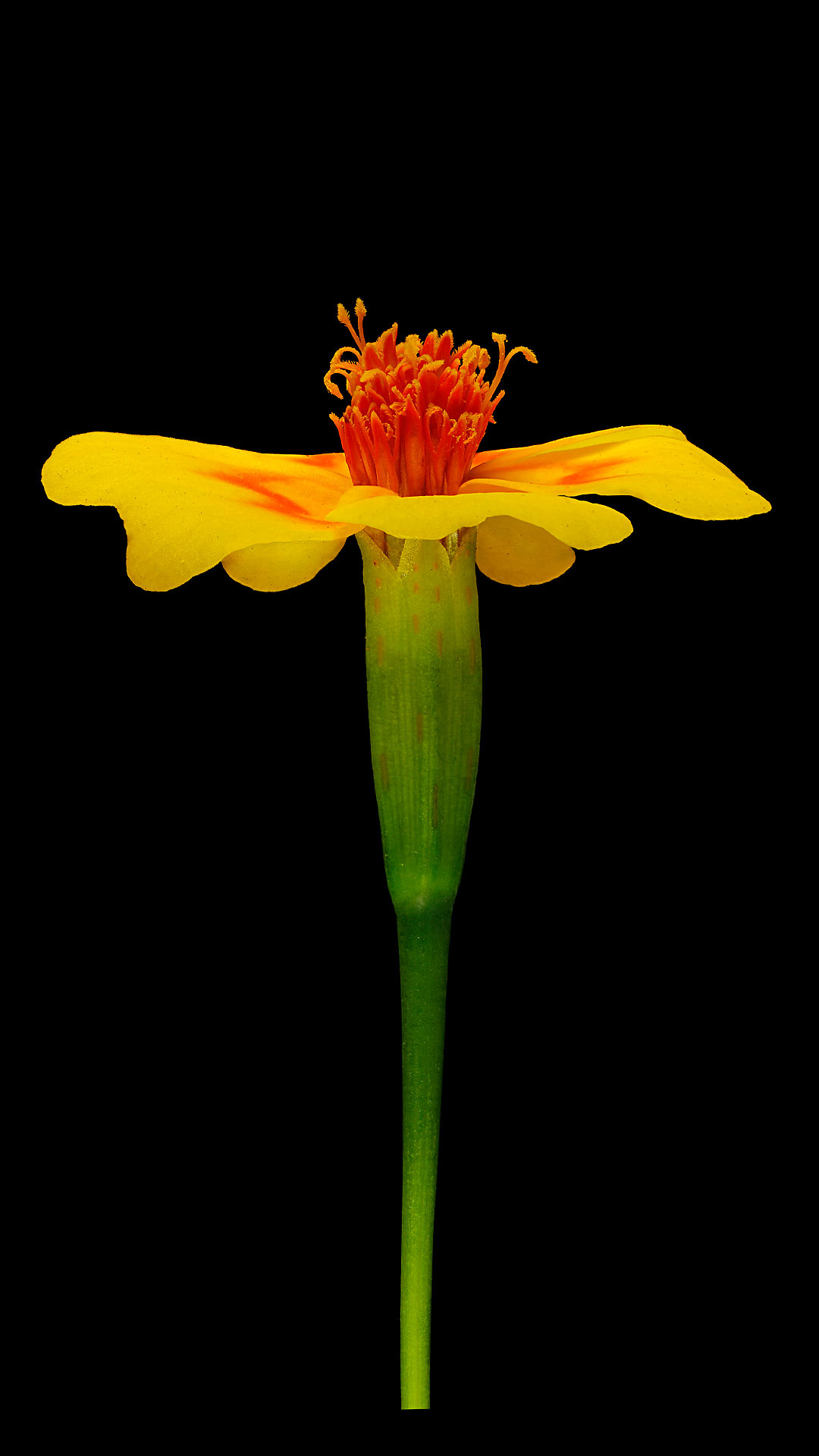 Golden marigold: Tagetes tenuifolia