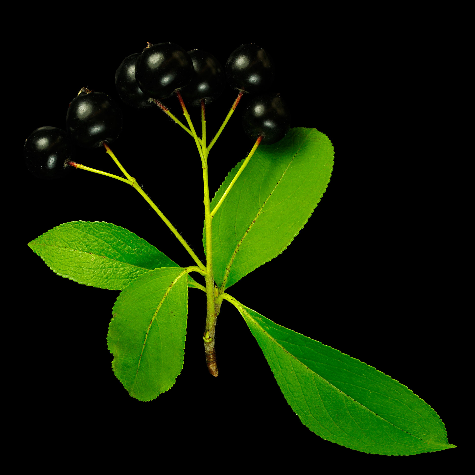 Die schwarze Apfelbeere: Aronia melanocarpa