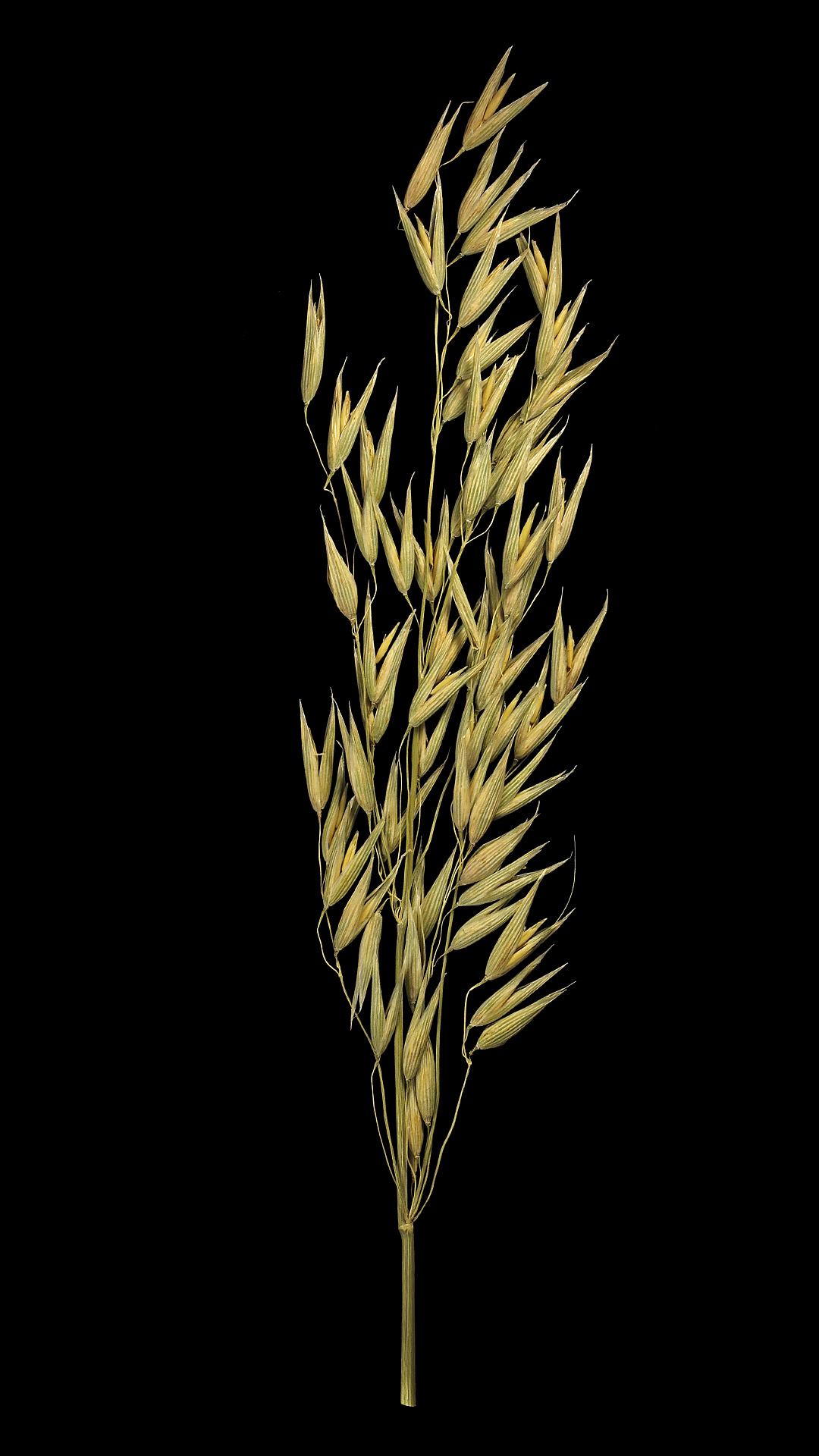 Common oat: Avena sativa