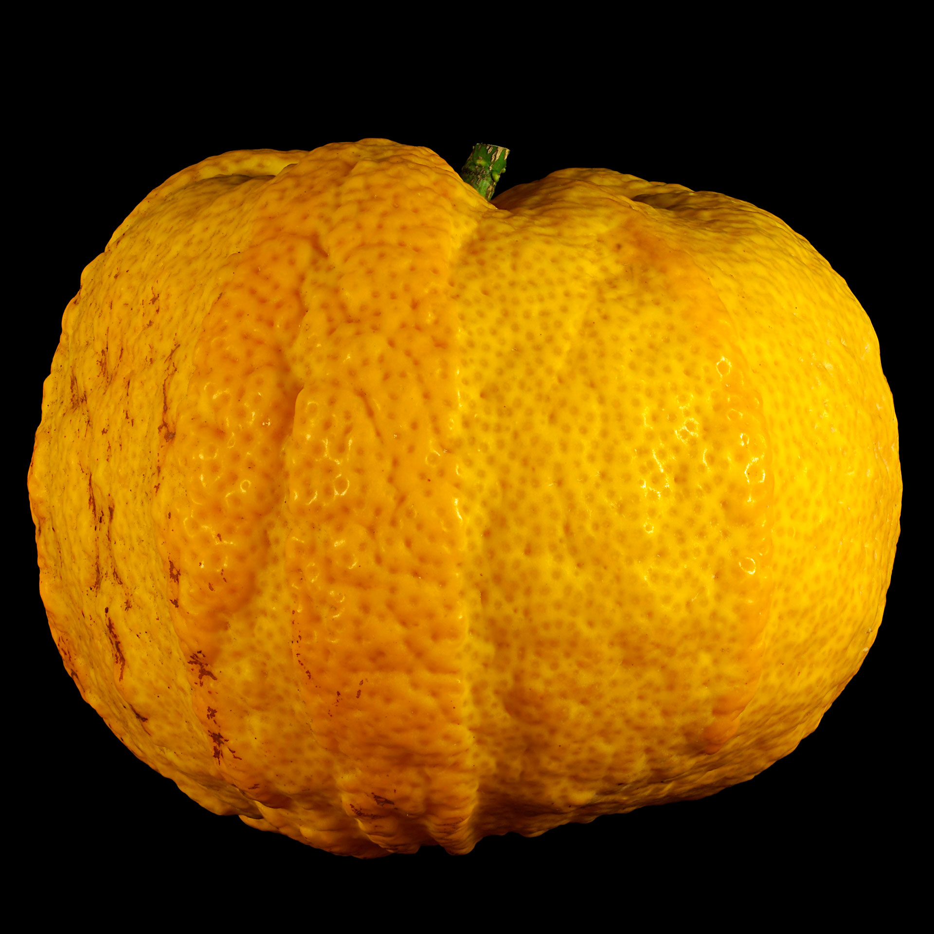 Striped bitter orange: Citrus × aurantium ‘Fasciata’ (ripe)