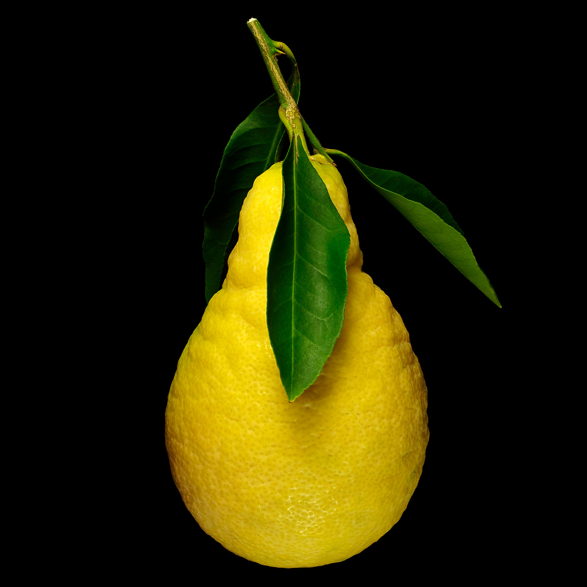 Pear lemon: Citrus × lumia ‘Pyriformis’