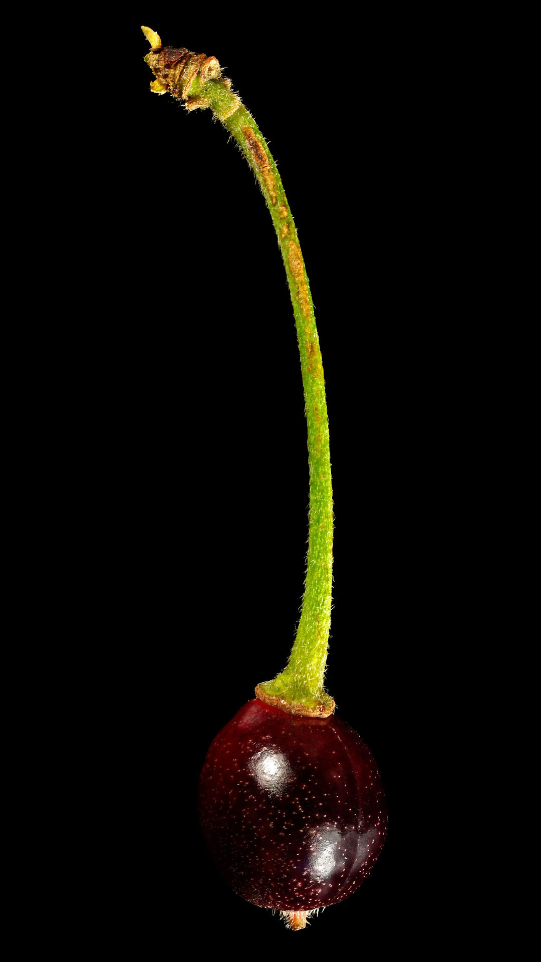 Higan cherry: Prunus subhirtella ‘Pendula-Rubra’