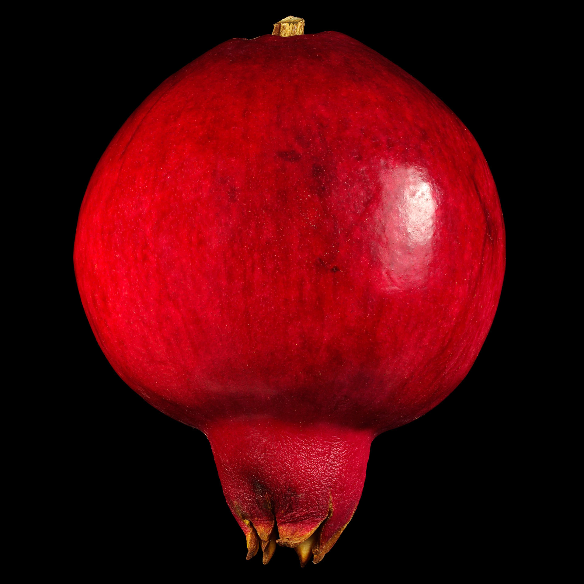 Der Granatapfel: Punica granatum