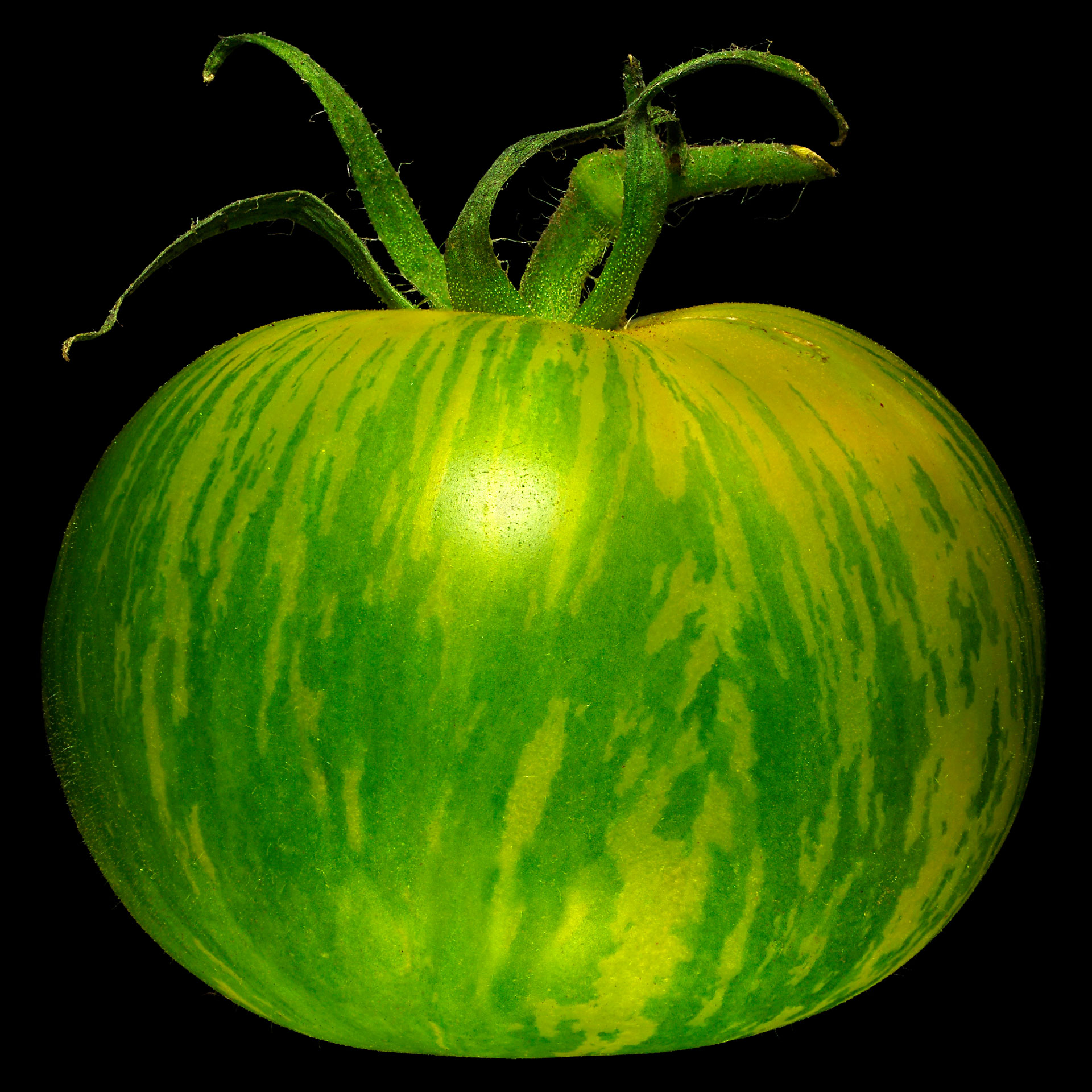 Das Grüne Zebra (gestreifte Tomate): Solanum lycopersicum ‚Green Zebra‘