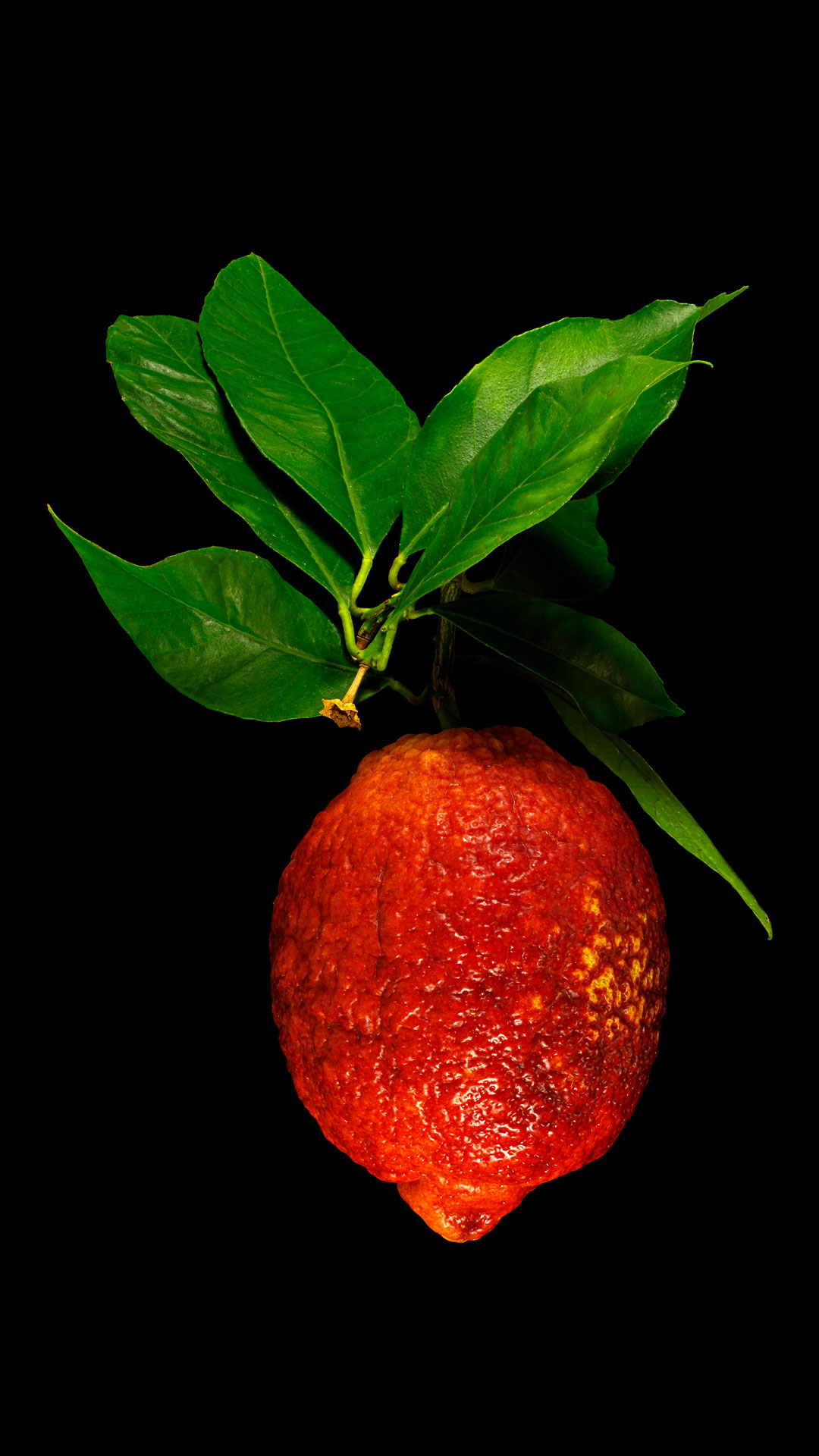 Red lemon: Citrus limonimedica ‘Pigmentata’
