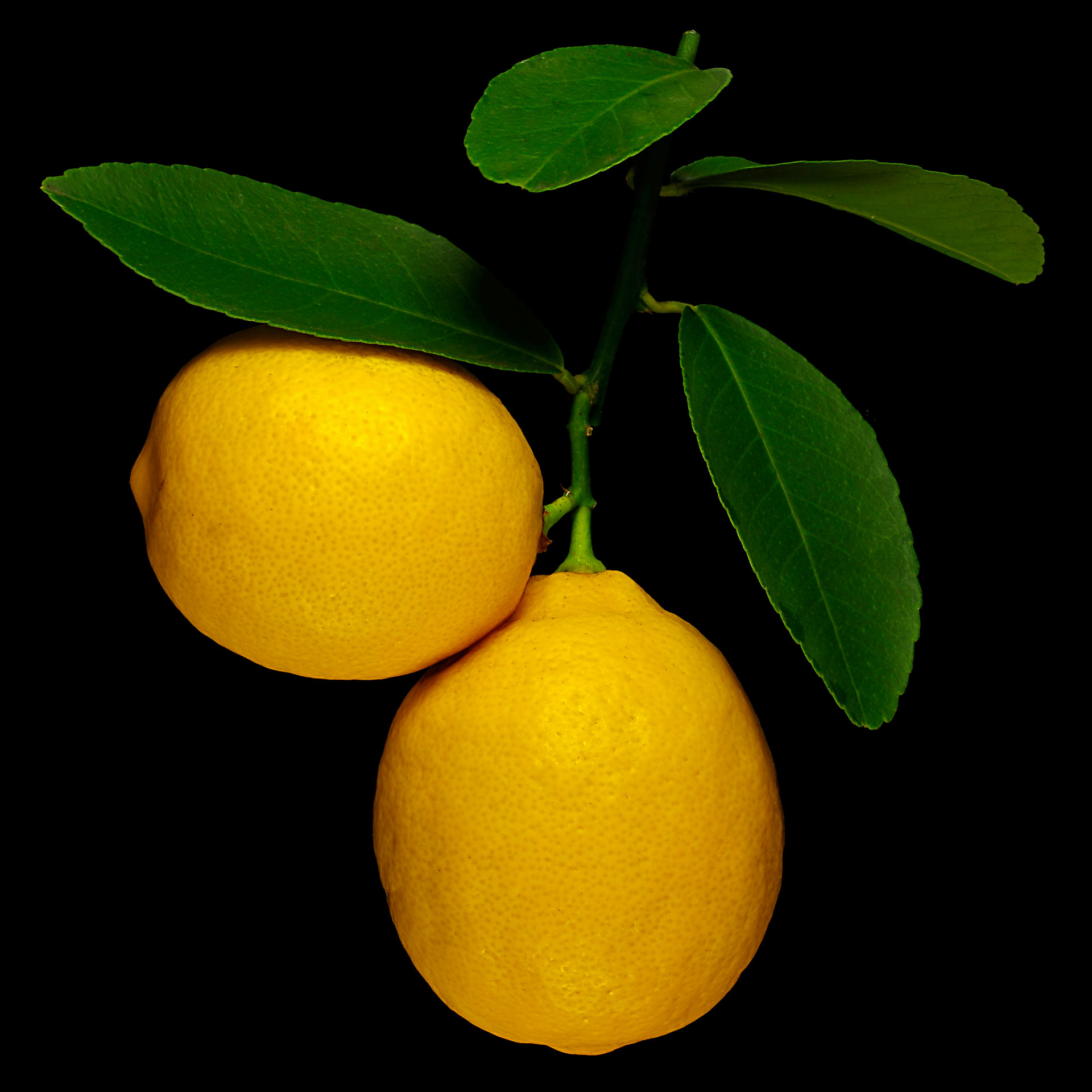 Meyer lemon: Citrus × meyeri