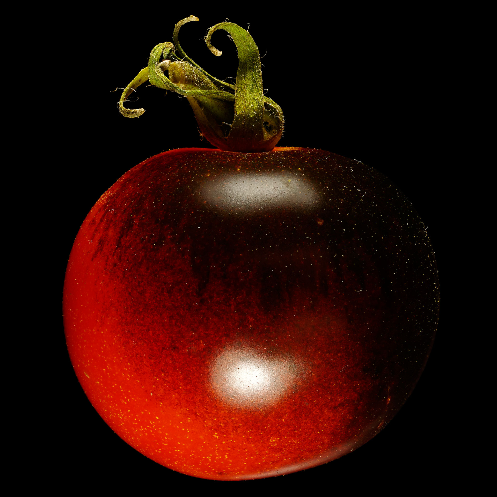Indigo rose tomato: Solanum lycopersicum ‚Indigo Rose‘