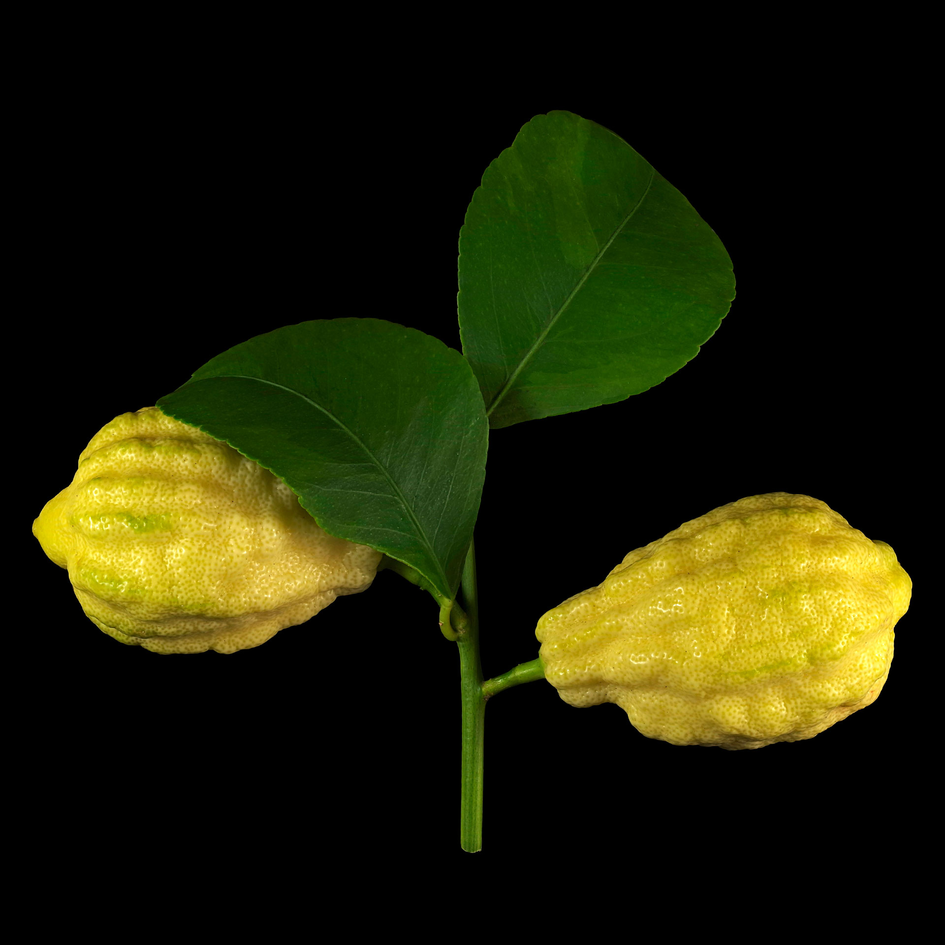 Die Gefurchte Zitrone: Citrus × limon ‚Canaliculata‘
