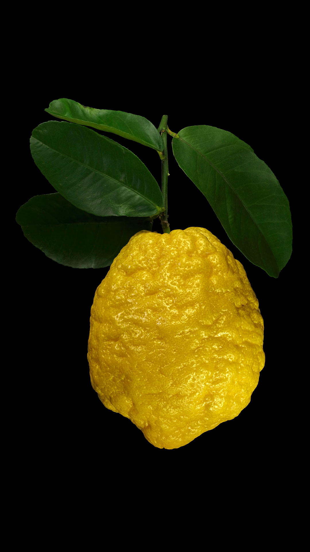 Die Zitronatzitrone: Citrus medica ‚Maxima‘