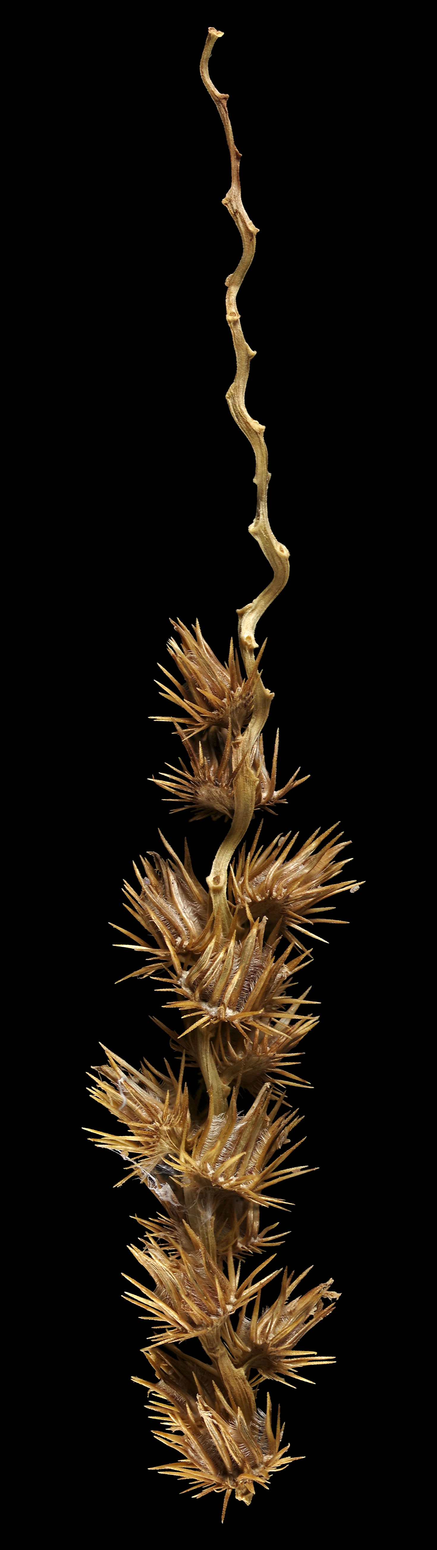 Indian sandbur: Cenchrus biflorus