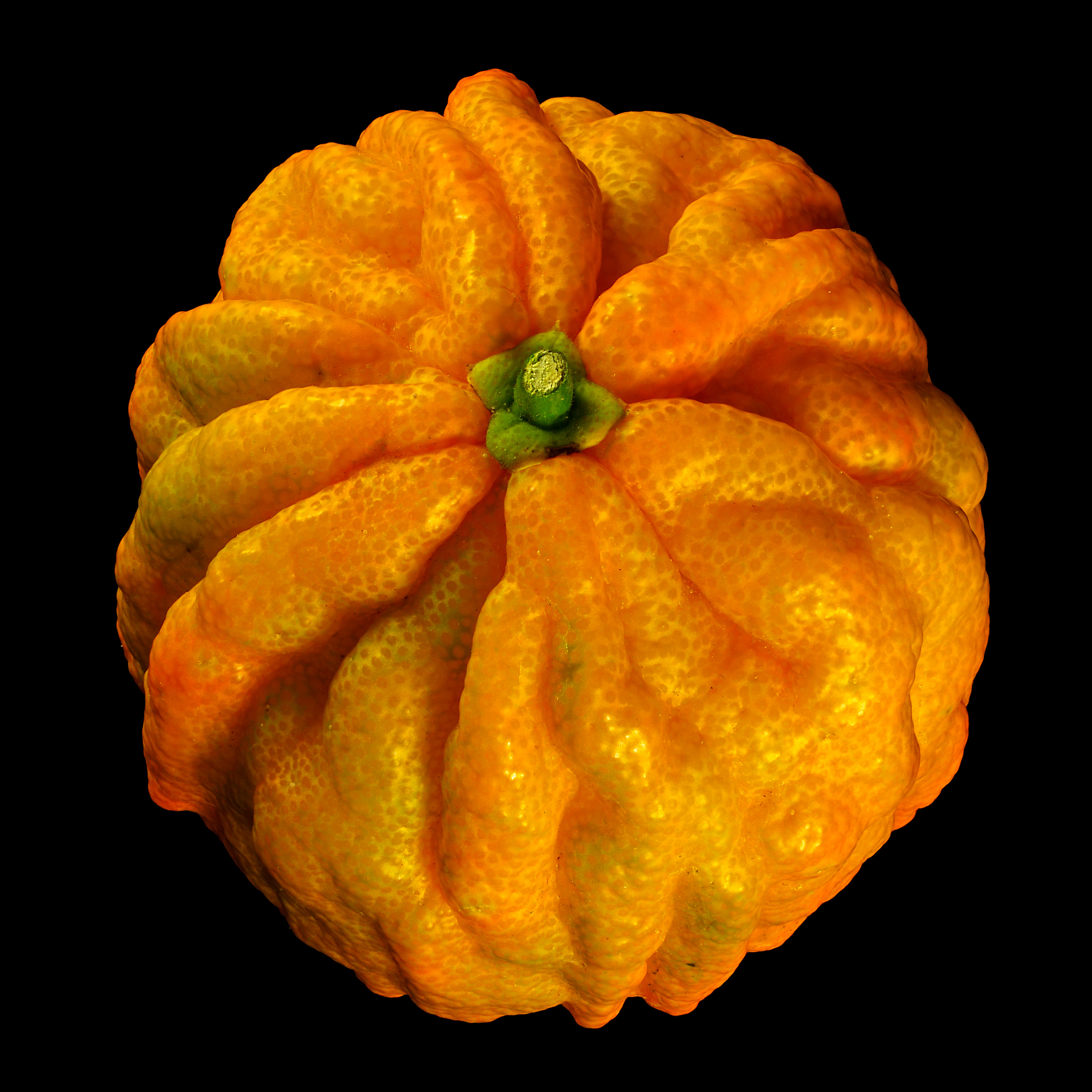 Die Gefurchte Pomeranze: Citrus × aurantium ‚Canaliculata‘