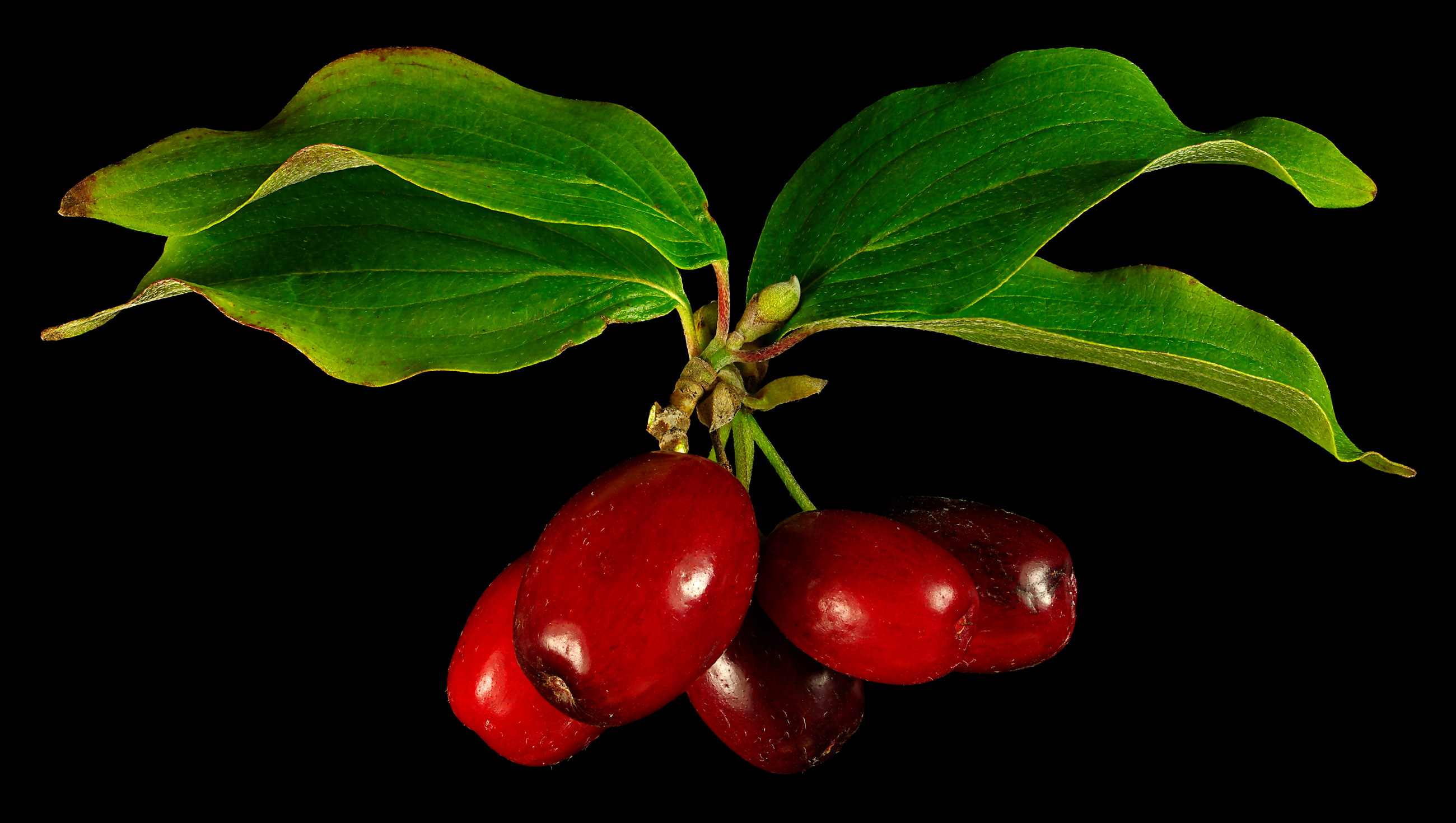 Cornelian Cherry Cornus Mas Flora