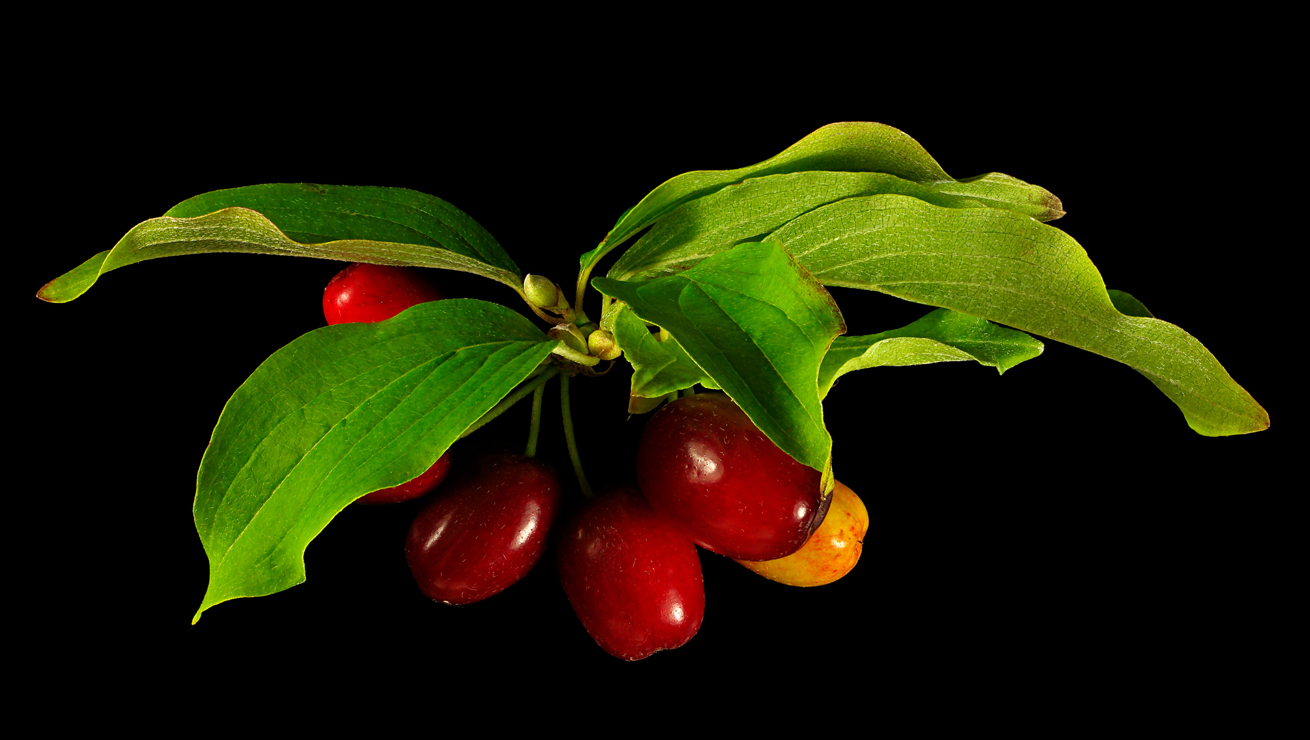 Cornelian cherry: Cornus mas