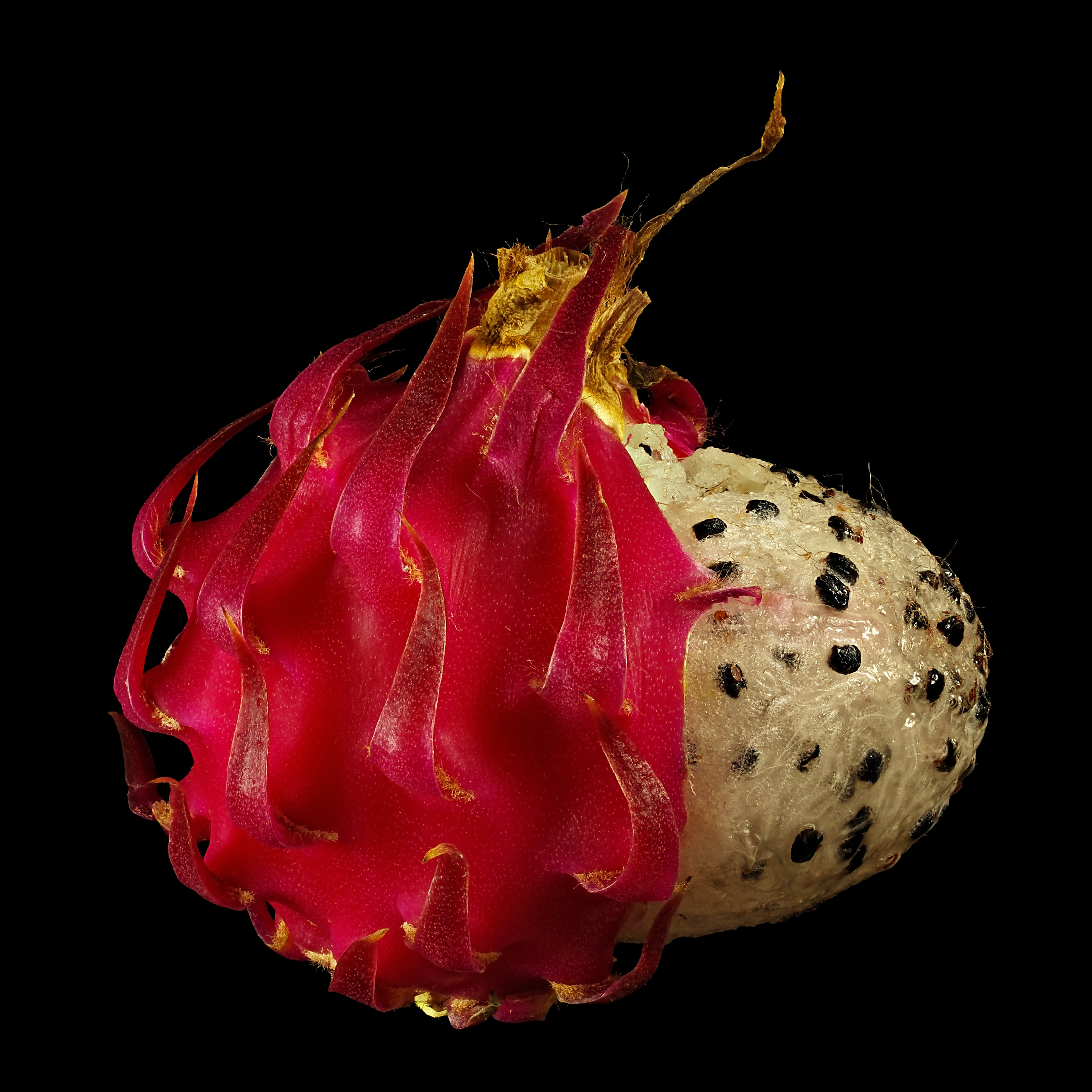 Die Ulúa: Harrisia pomanensis