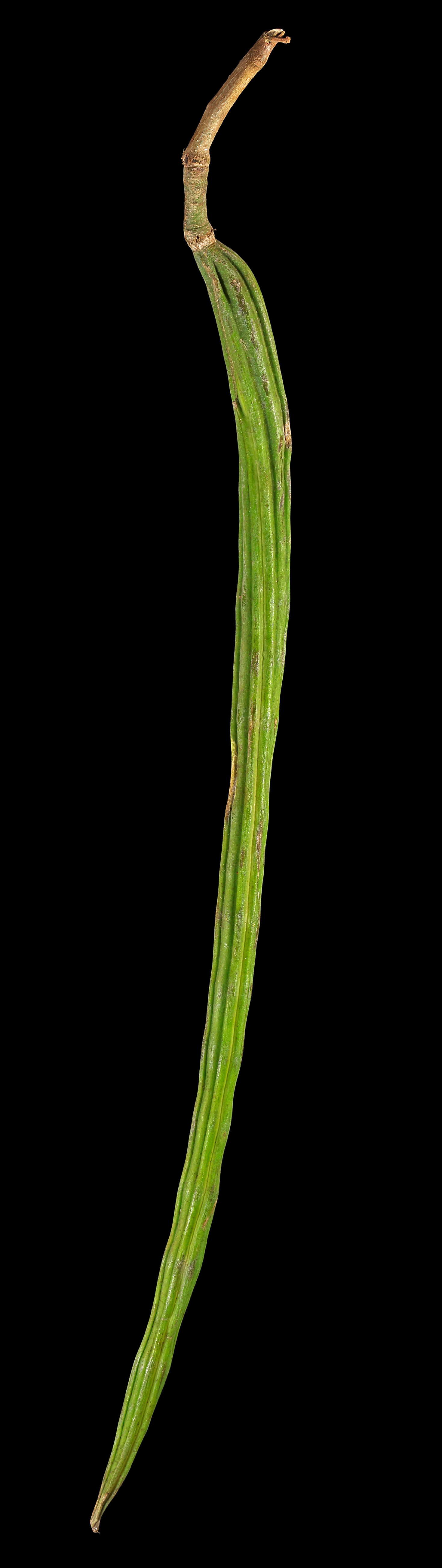 Der Meerrettichbaum (unreife Früchte): Moringa oleifera