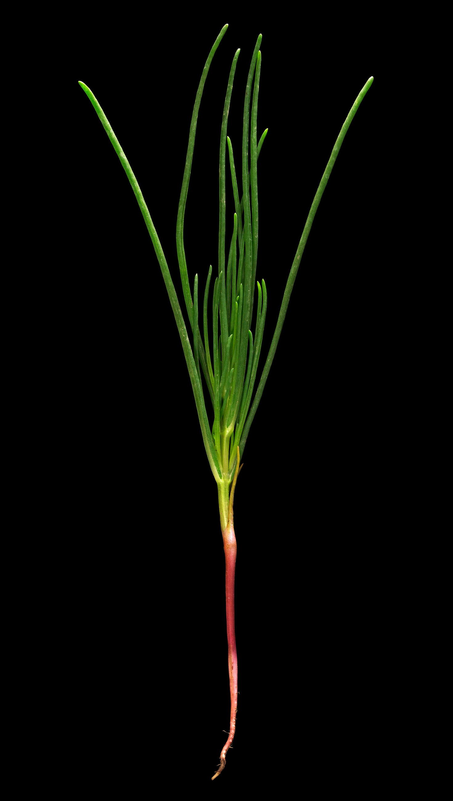 Barilla plant: Salsola soda