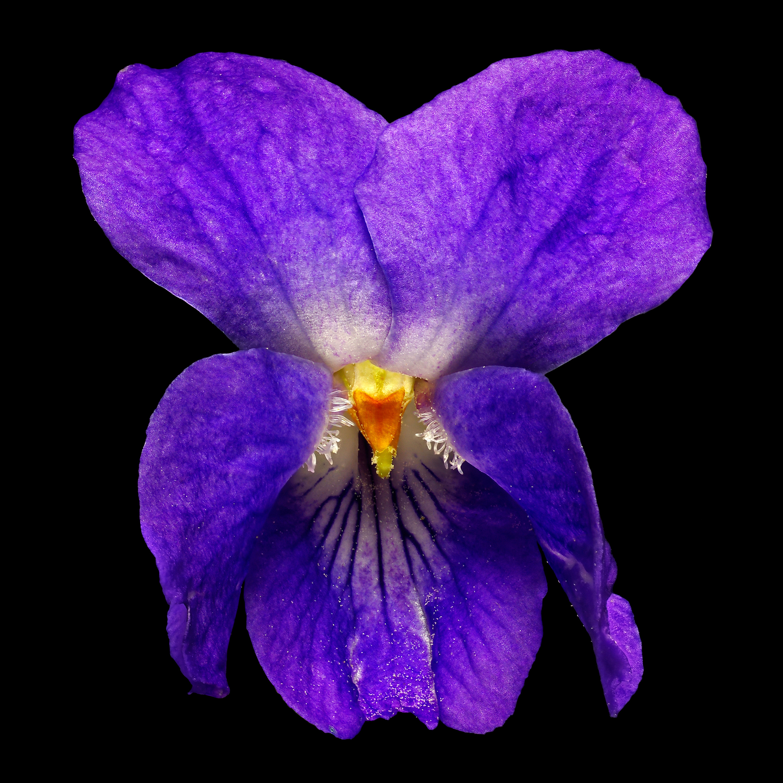 Sweet violet: Viola odorata