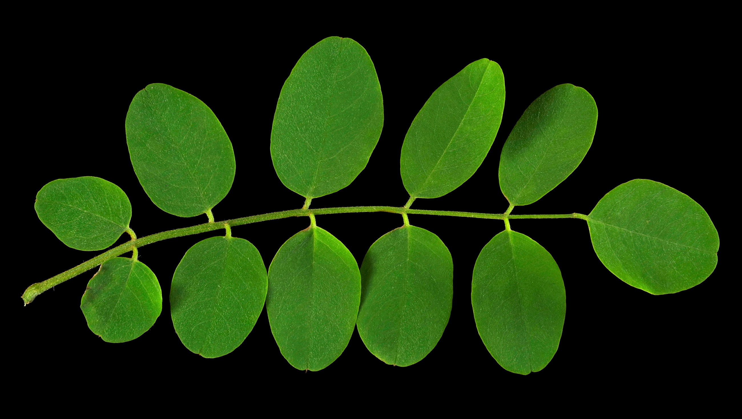 Das Robinienblatt: Robinia pseudoacacia
