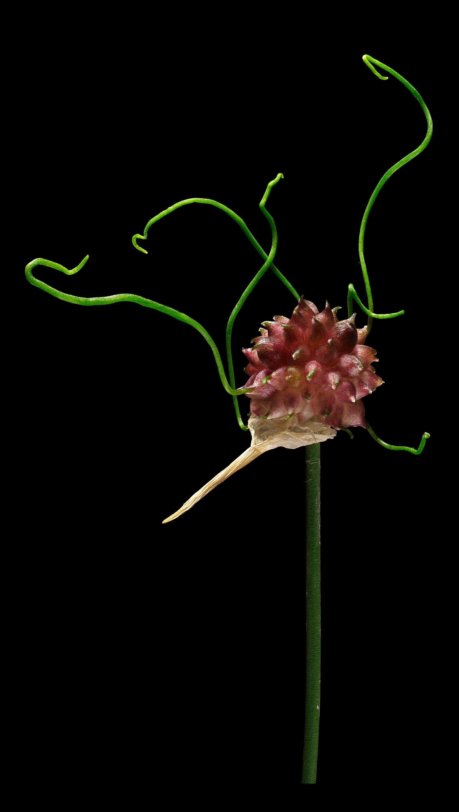 Der Weinberg-Lauch: Allium vineale