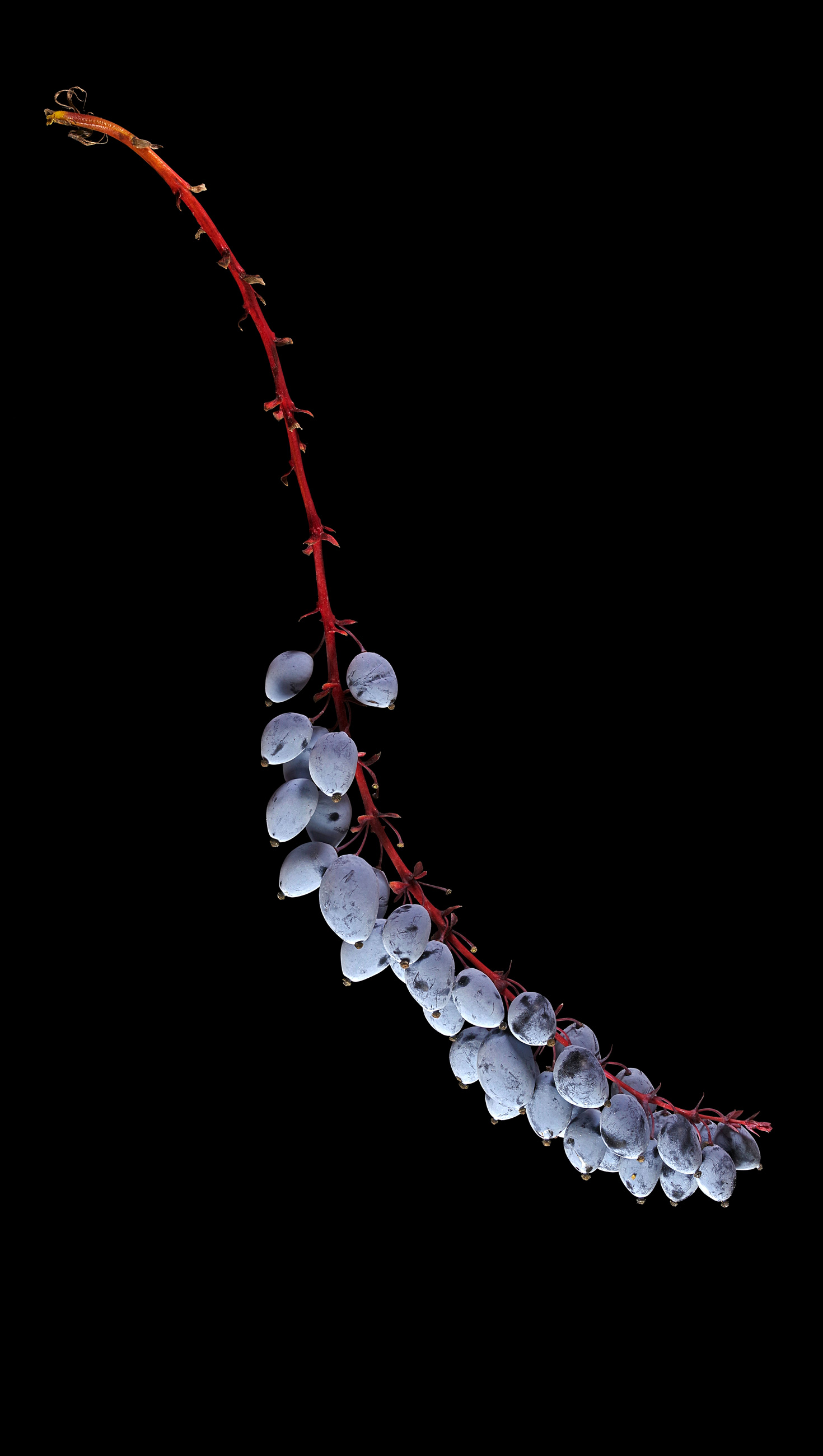 Beale’s barberry: Mahonia bealei