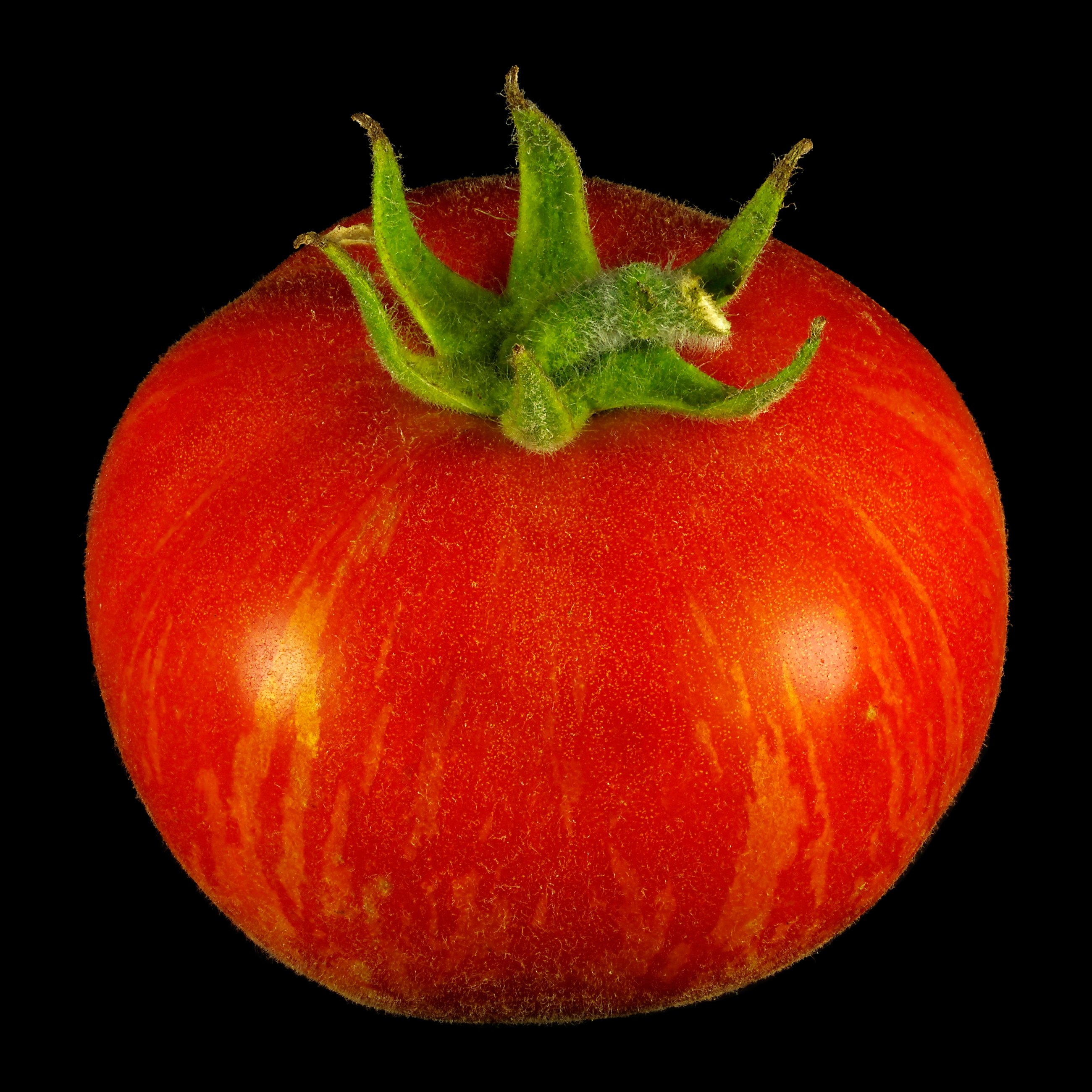 Die Elberta-Girl-Tomate: Solanum lycopersicum ‚Elberta Girl‘