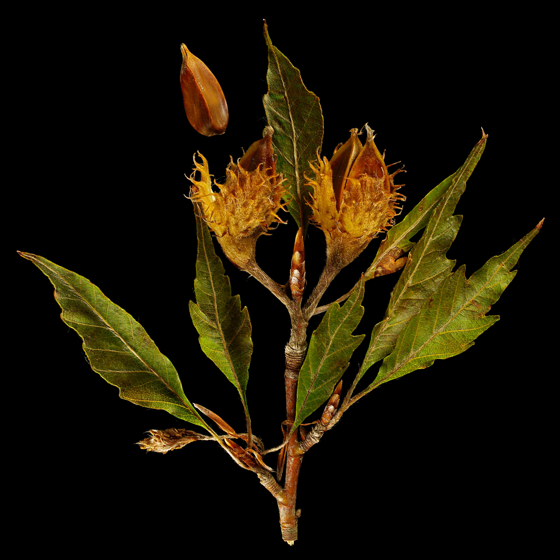 Bucheckern der Farnblättrigen Rotbuche: Fagus sylvatica forma Asplenifolia