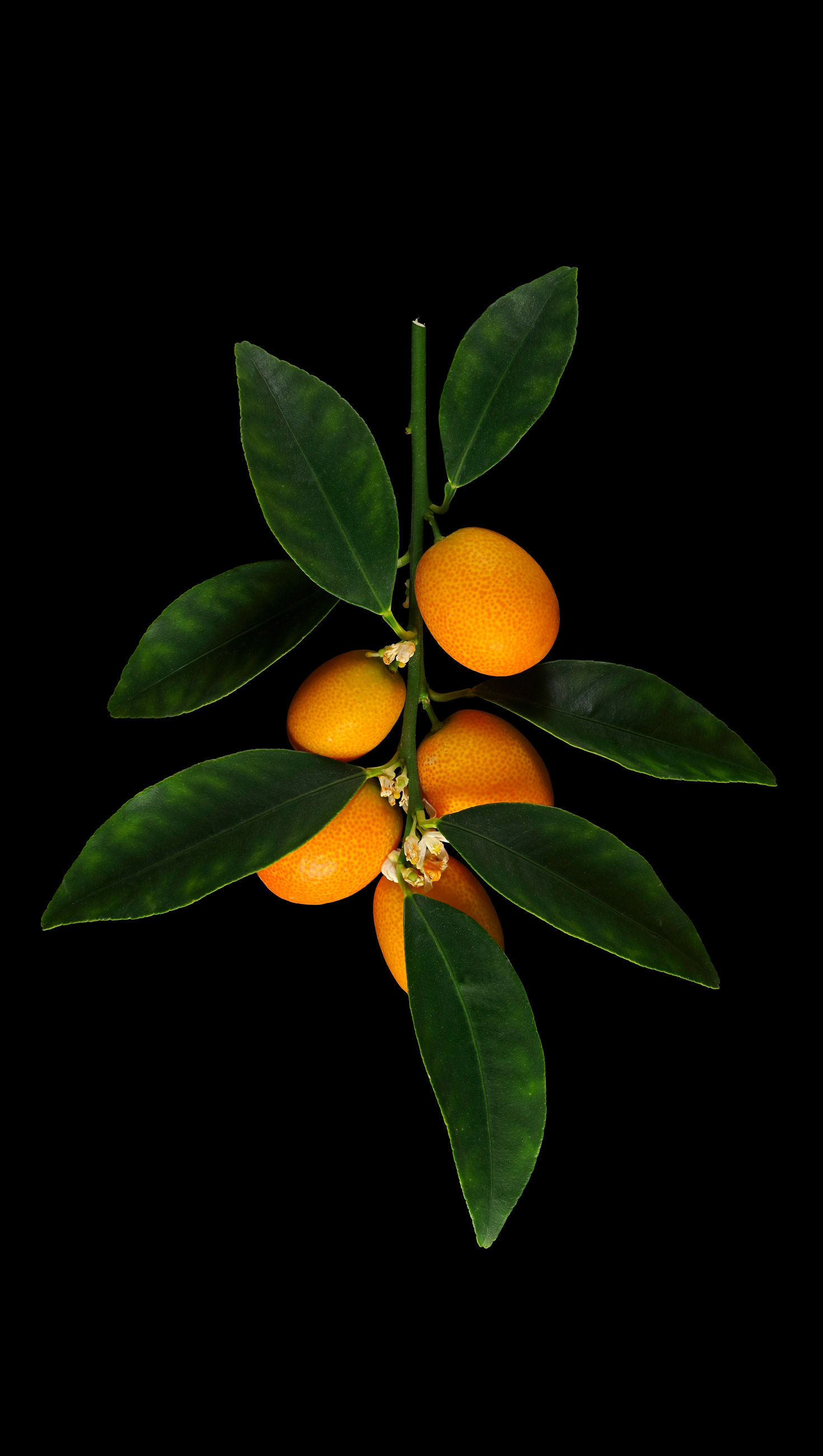 Oval Kumquat: Citrus margarita