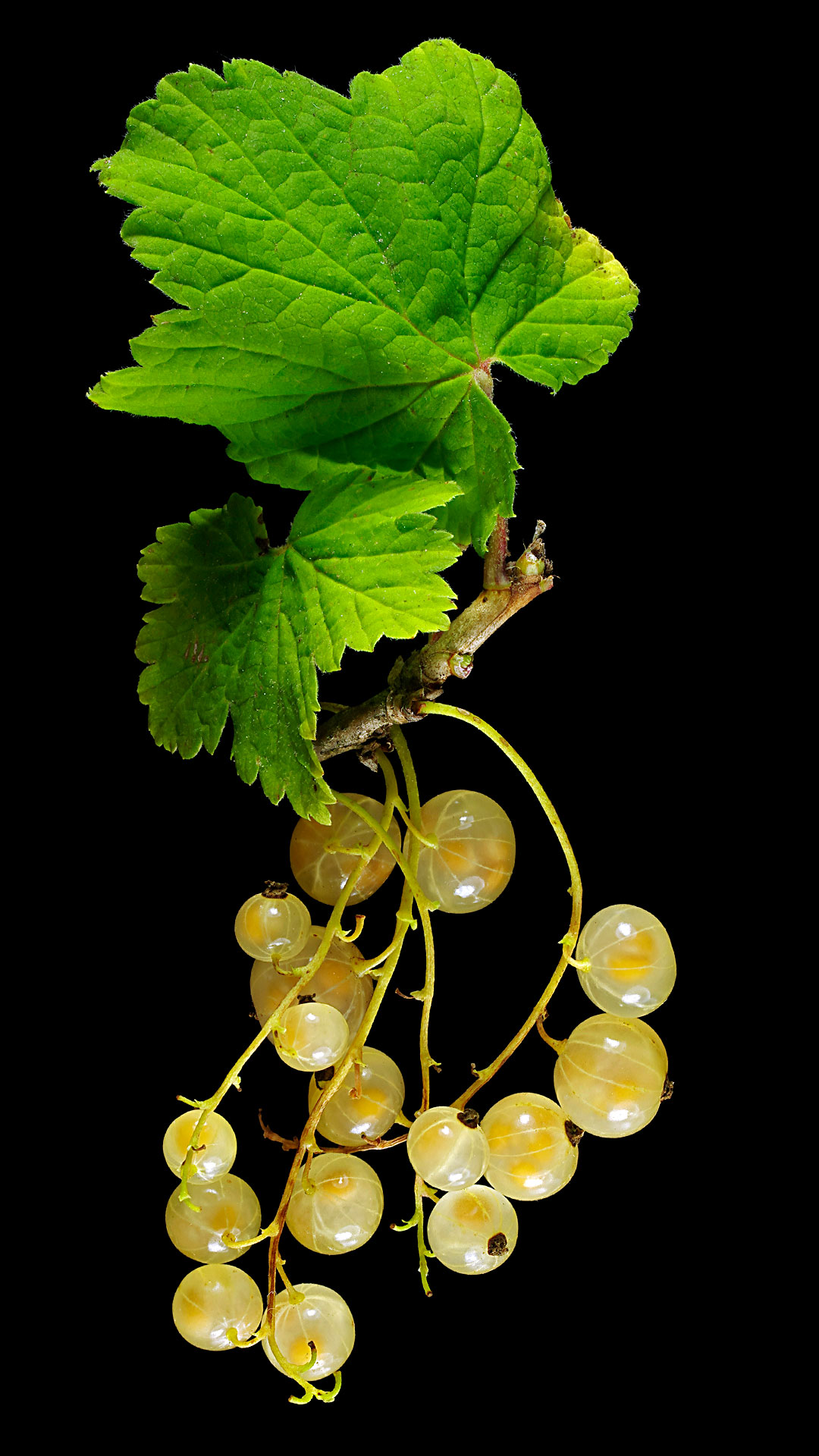 White currant: Ribes rubrum var. alba