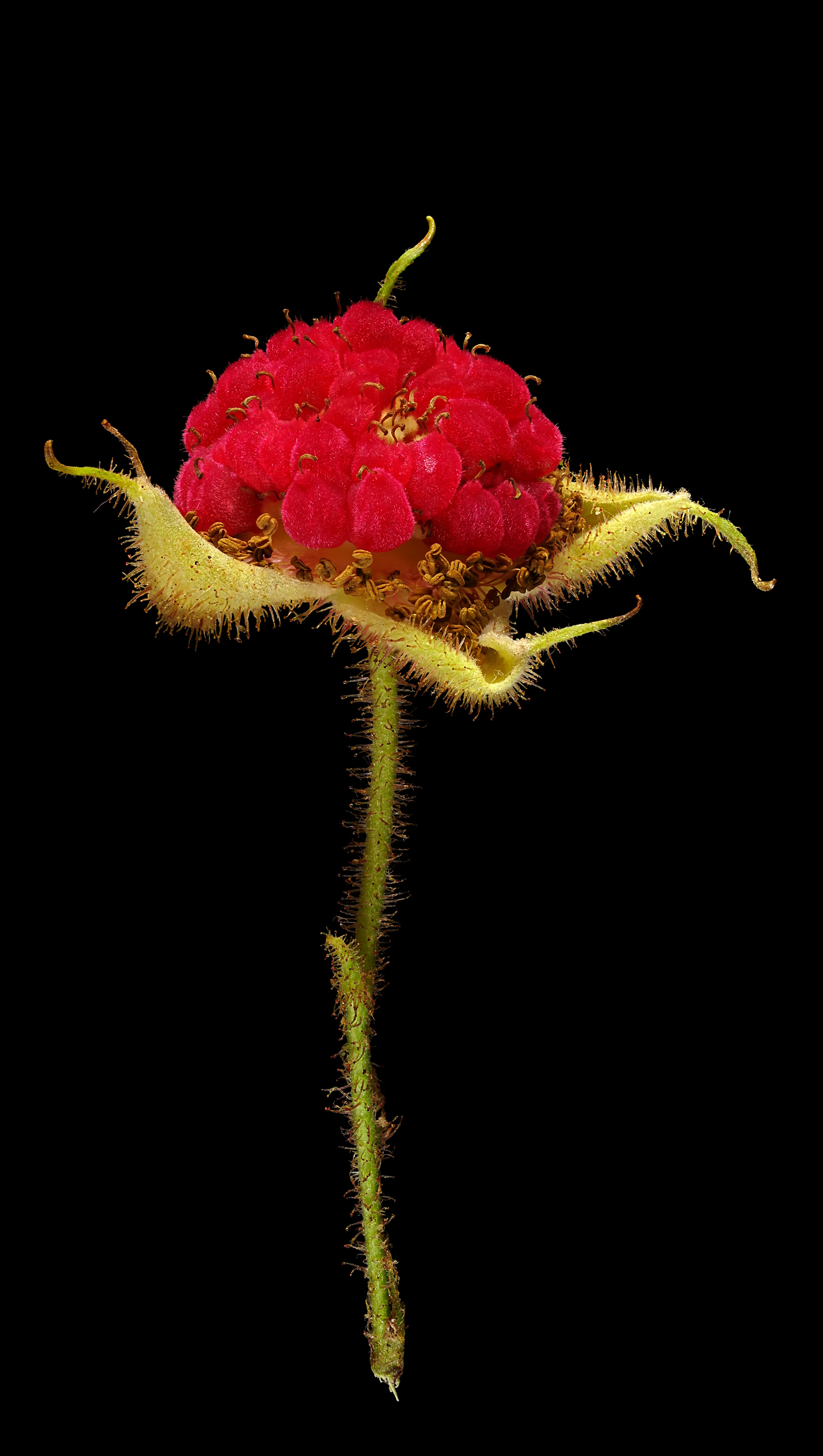 Virginia Raspberry: Rubus odoratus