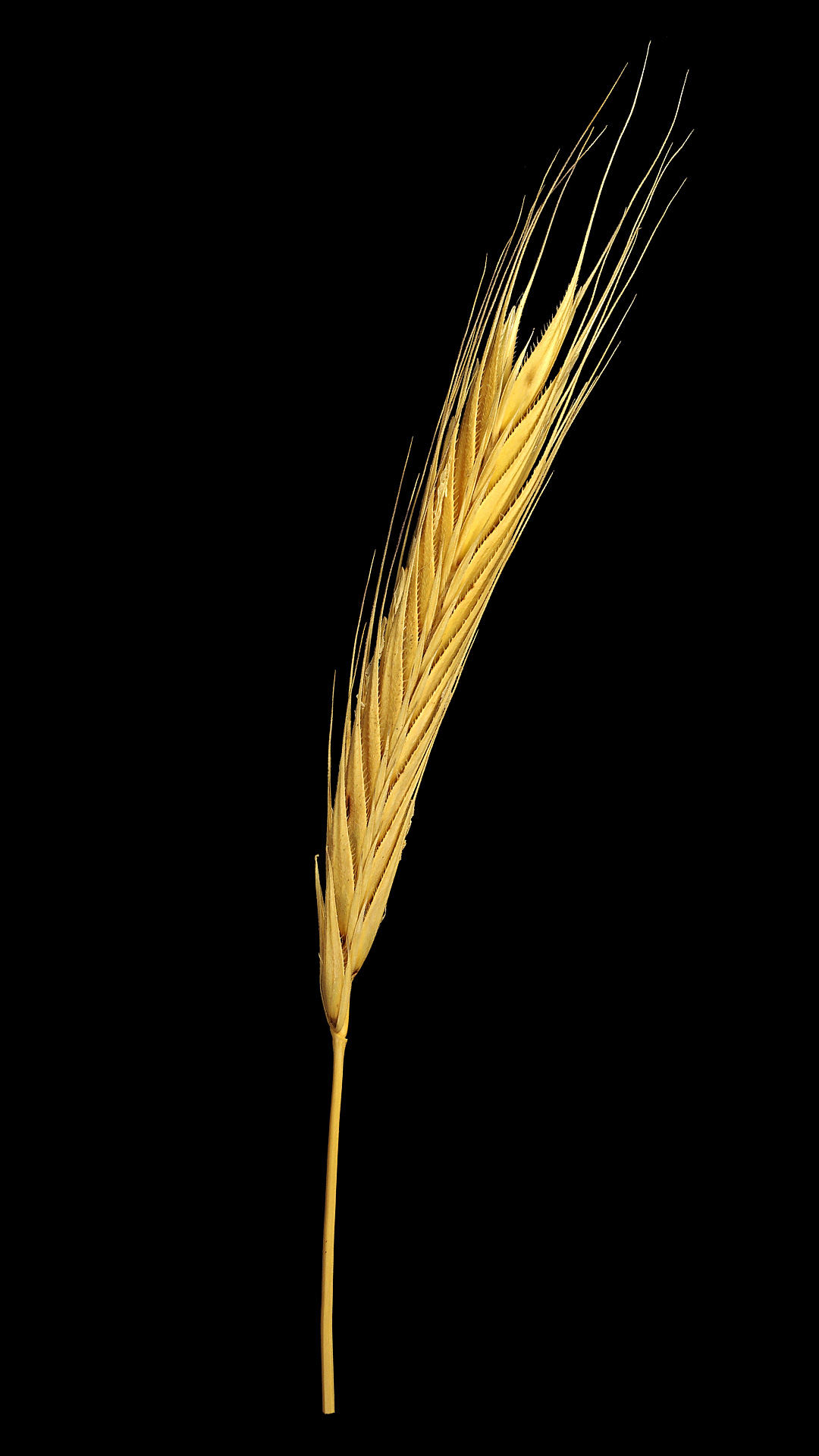 Wild rye: Secale strictum ssp.