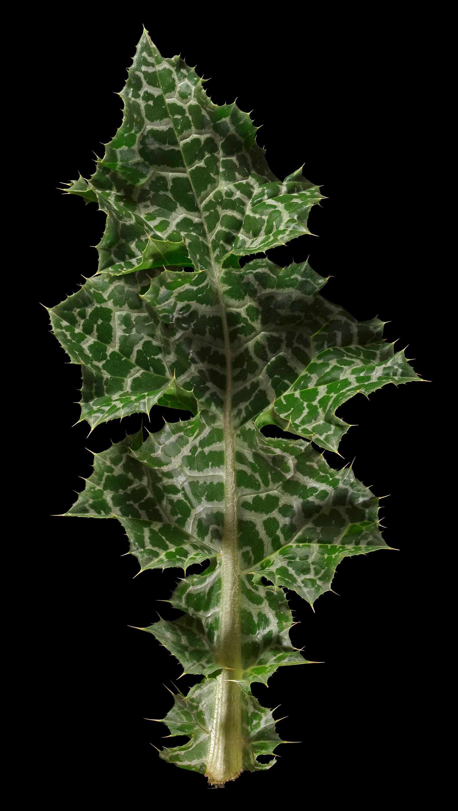 Milk thistle: Silybum marianum (Leaf)