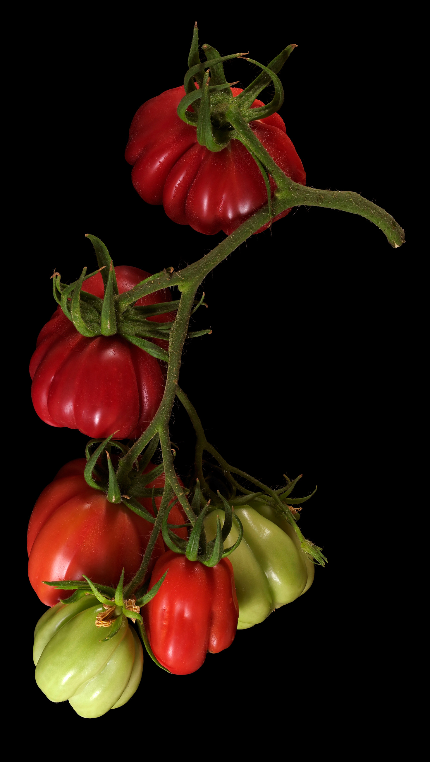 Die Zahnrad-Tomate: Solanum lycopersicum ‚Gezahnte Bührer-Keel‘