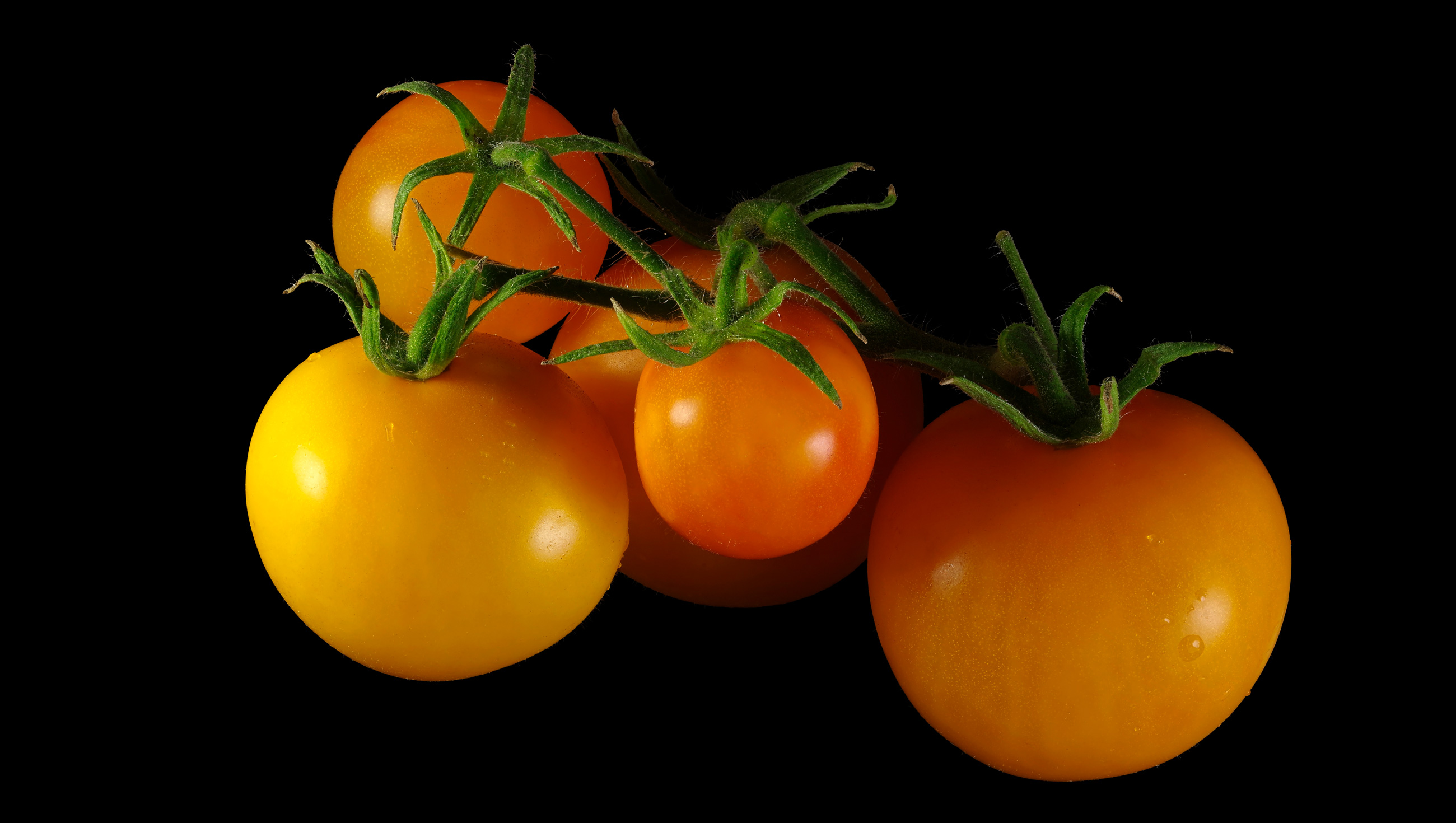 Indian Moon Tomato: Solanum lycopersicum ‚Indian Moon‘