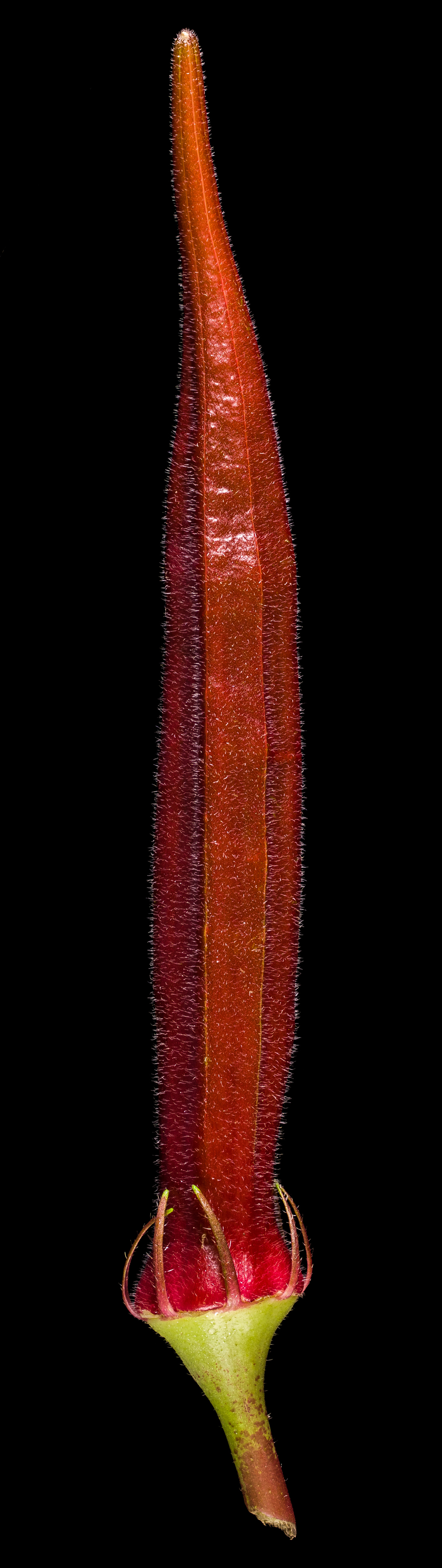 Red Velvet Okra: Abelmoschus esculentus ‘Red Velvet’