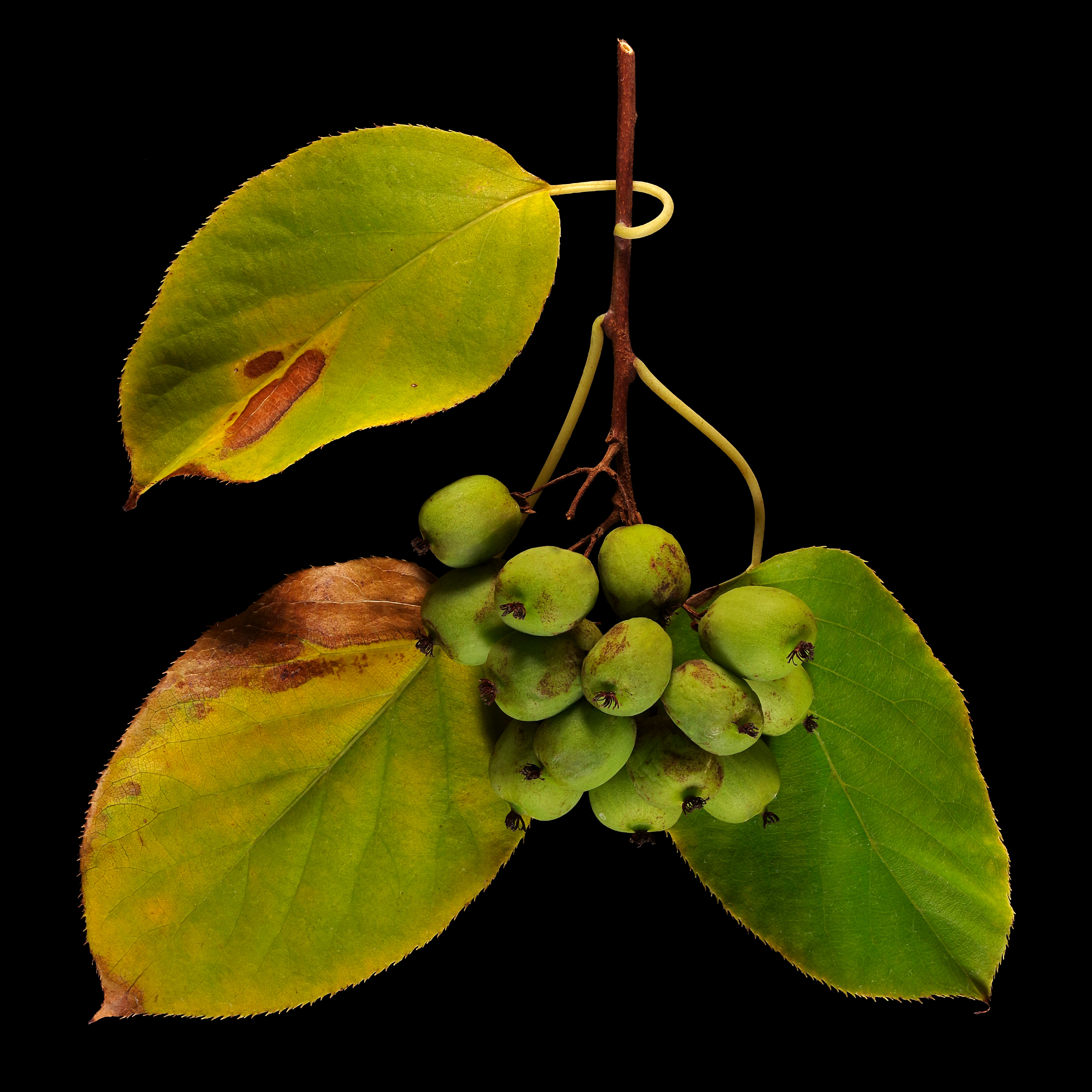 Kiwi berry: Actinidia arguta