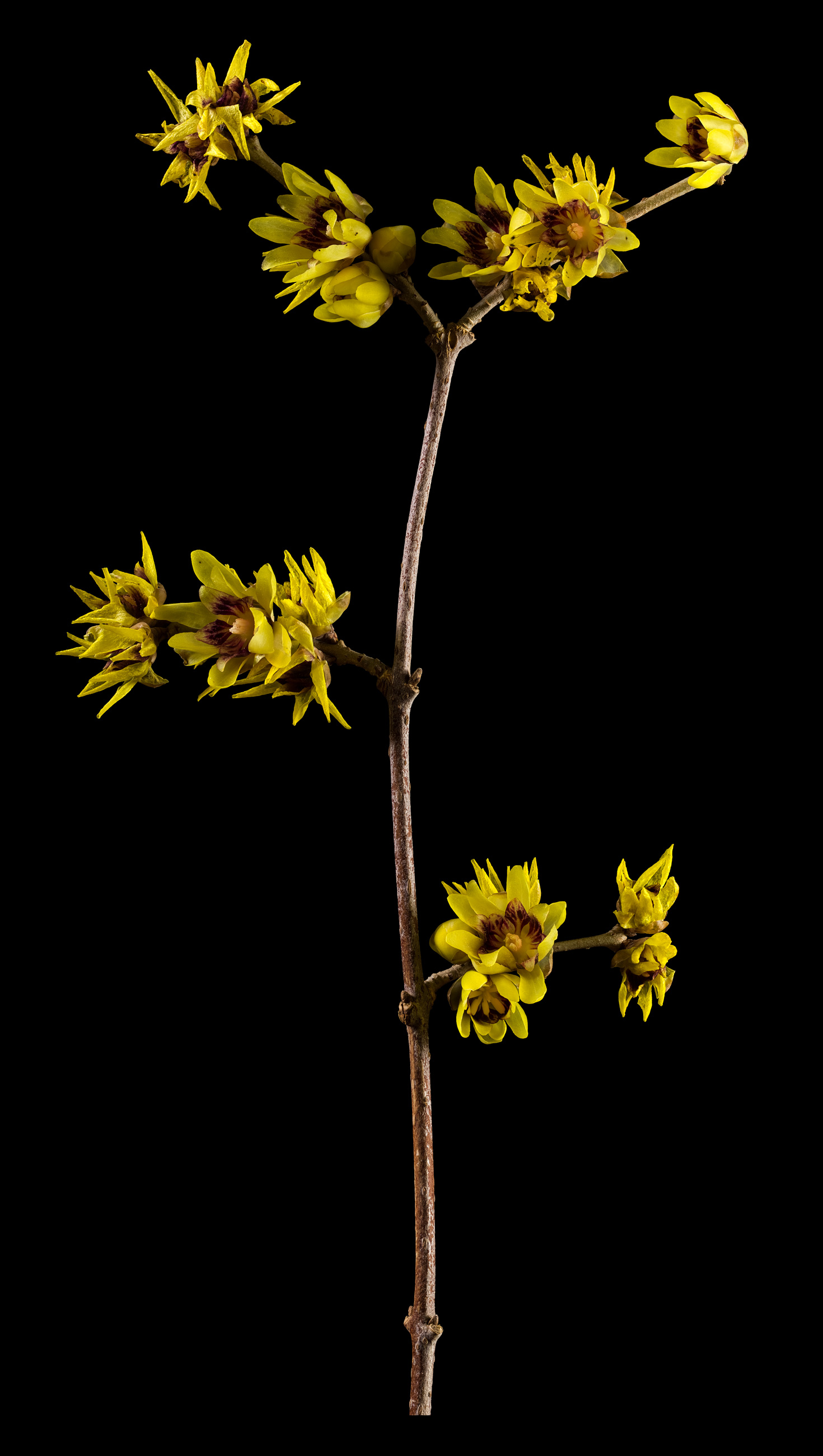 Wintersweet: Chimonanthus praecox