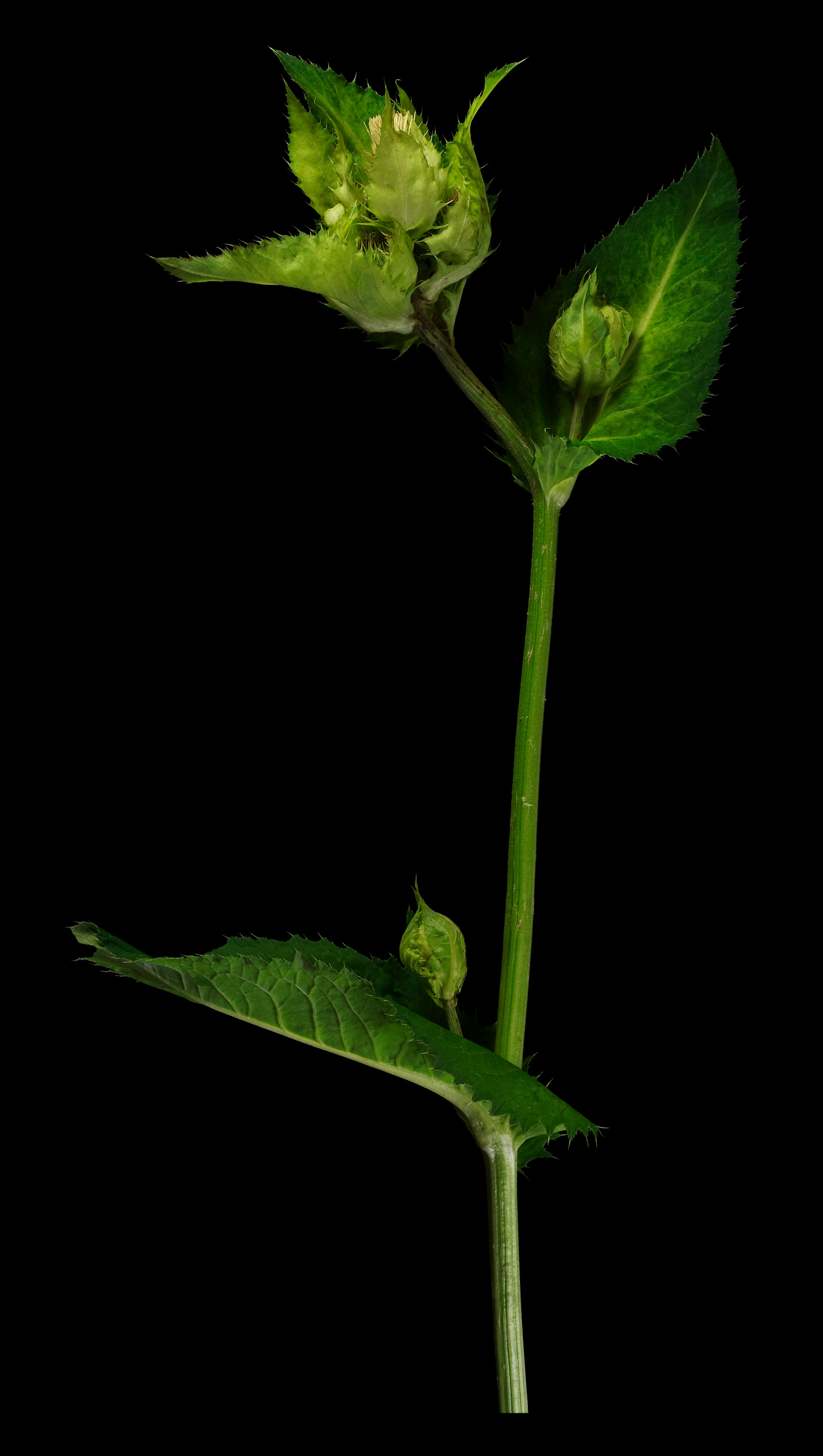 Cabbage thistle: Cirsium oleraceum