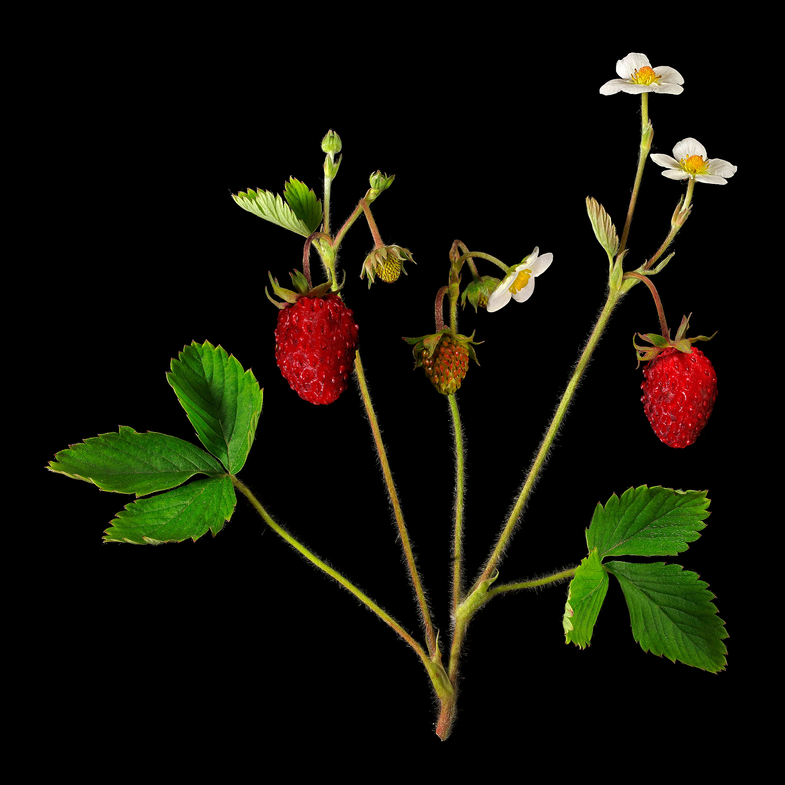 Die Wald-Erdbeere: Fragaria vesca