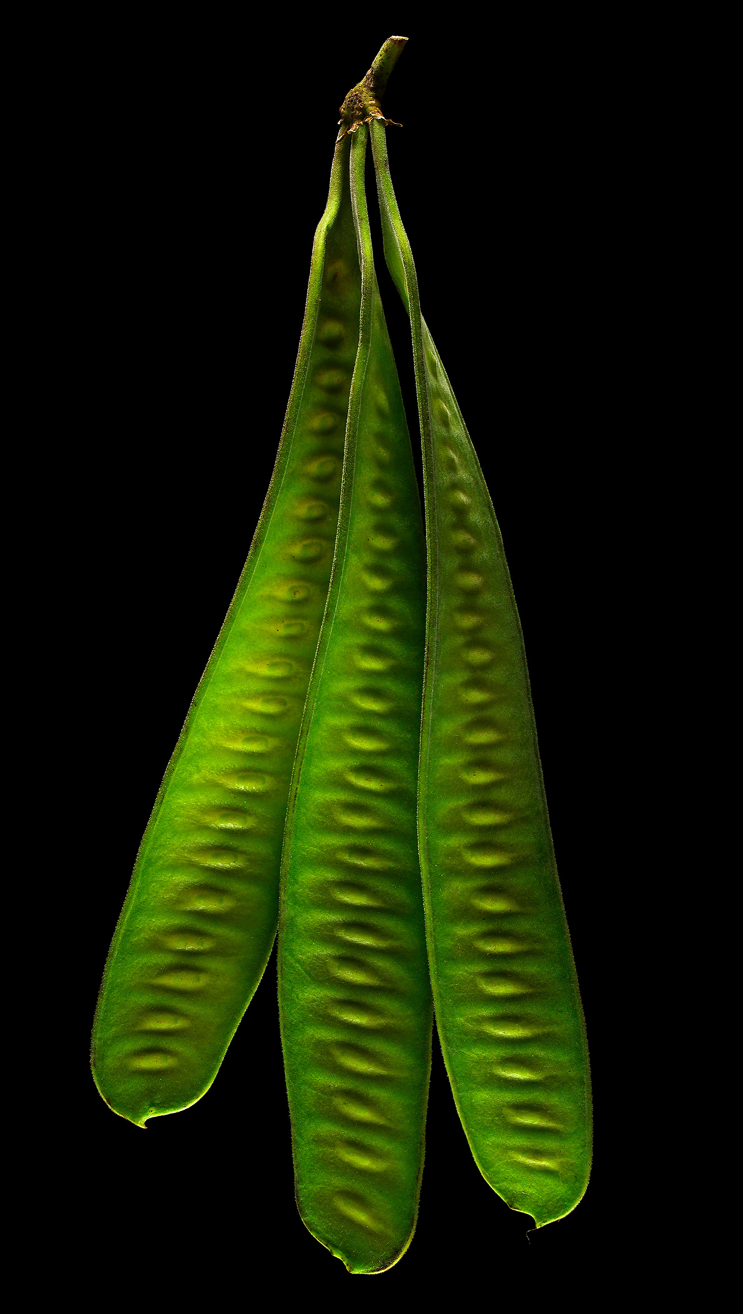 Jumbay (unripe fruits): Leucaena leucocephala