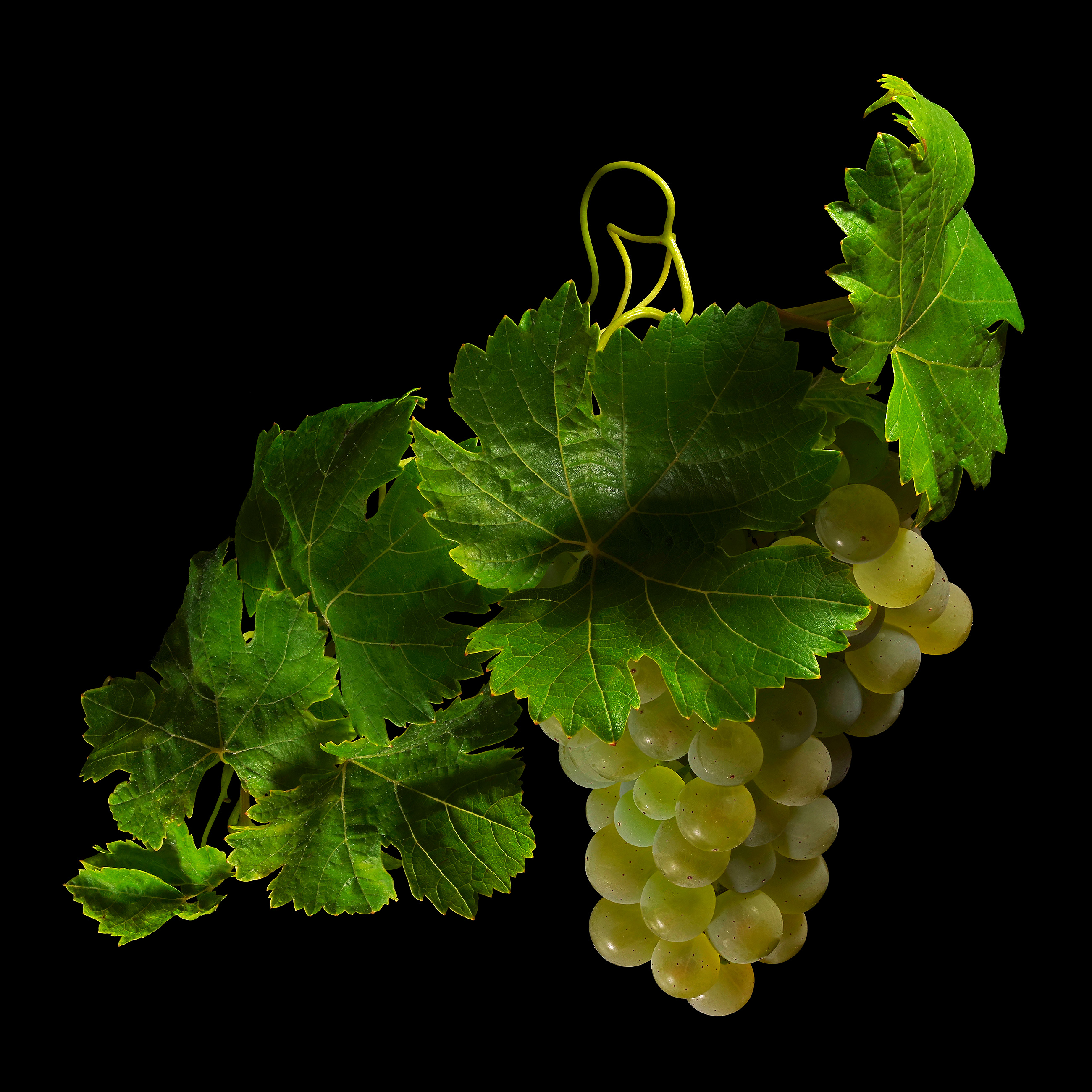 Common Grape Vine (Pinot blanc): Vitis vinifera subsp. vinifera