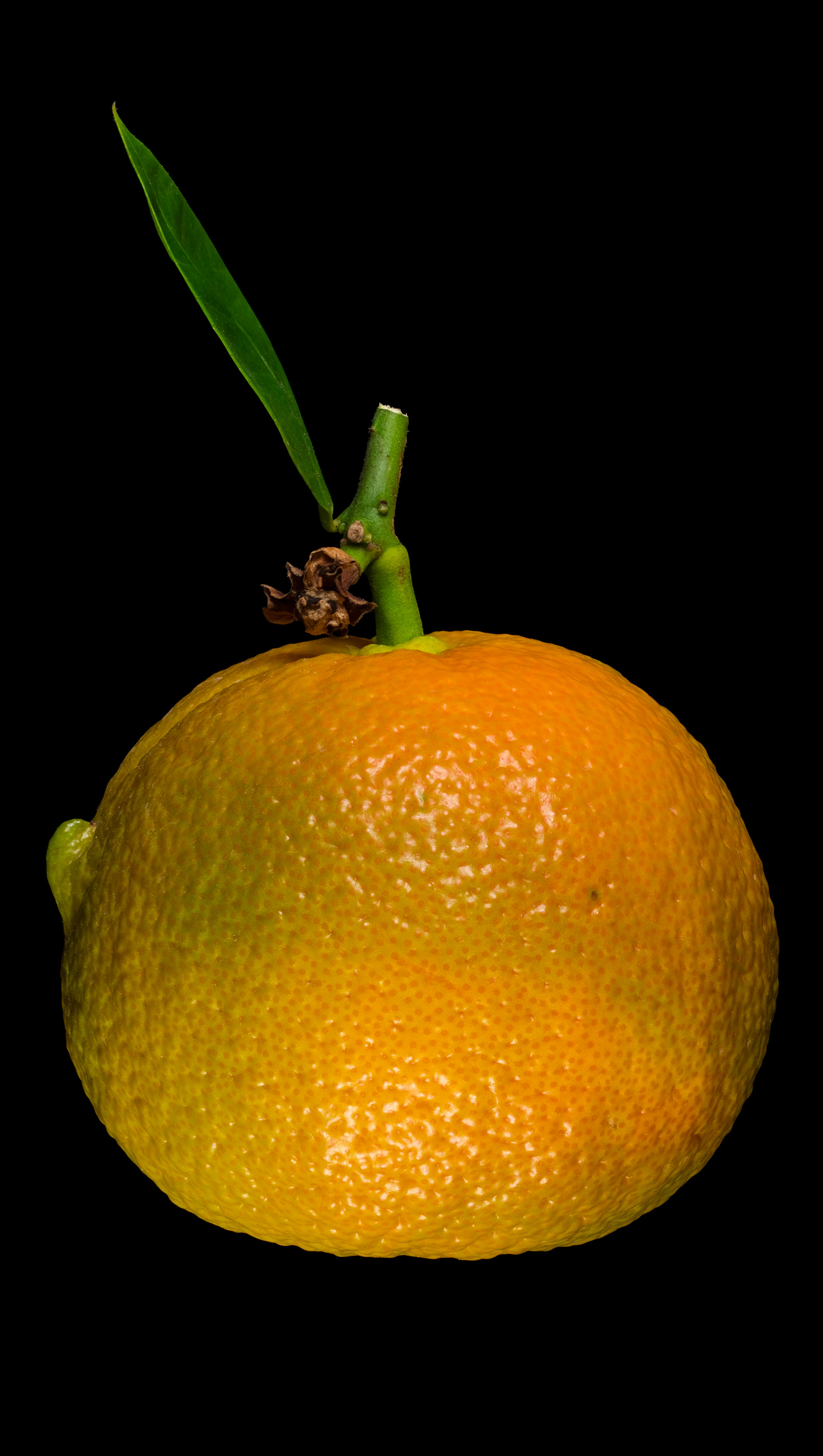 Horned bitter orange: Citrus × aurantium ‚Corniculata‘