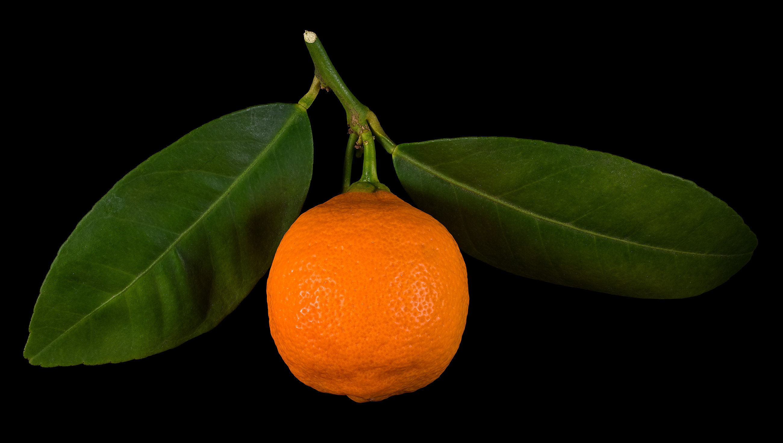 Die Santa-Barbara-Limette: Citrus × aurantifolia ‚Santa Barbara‘