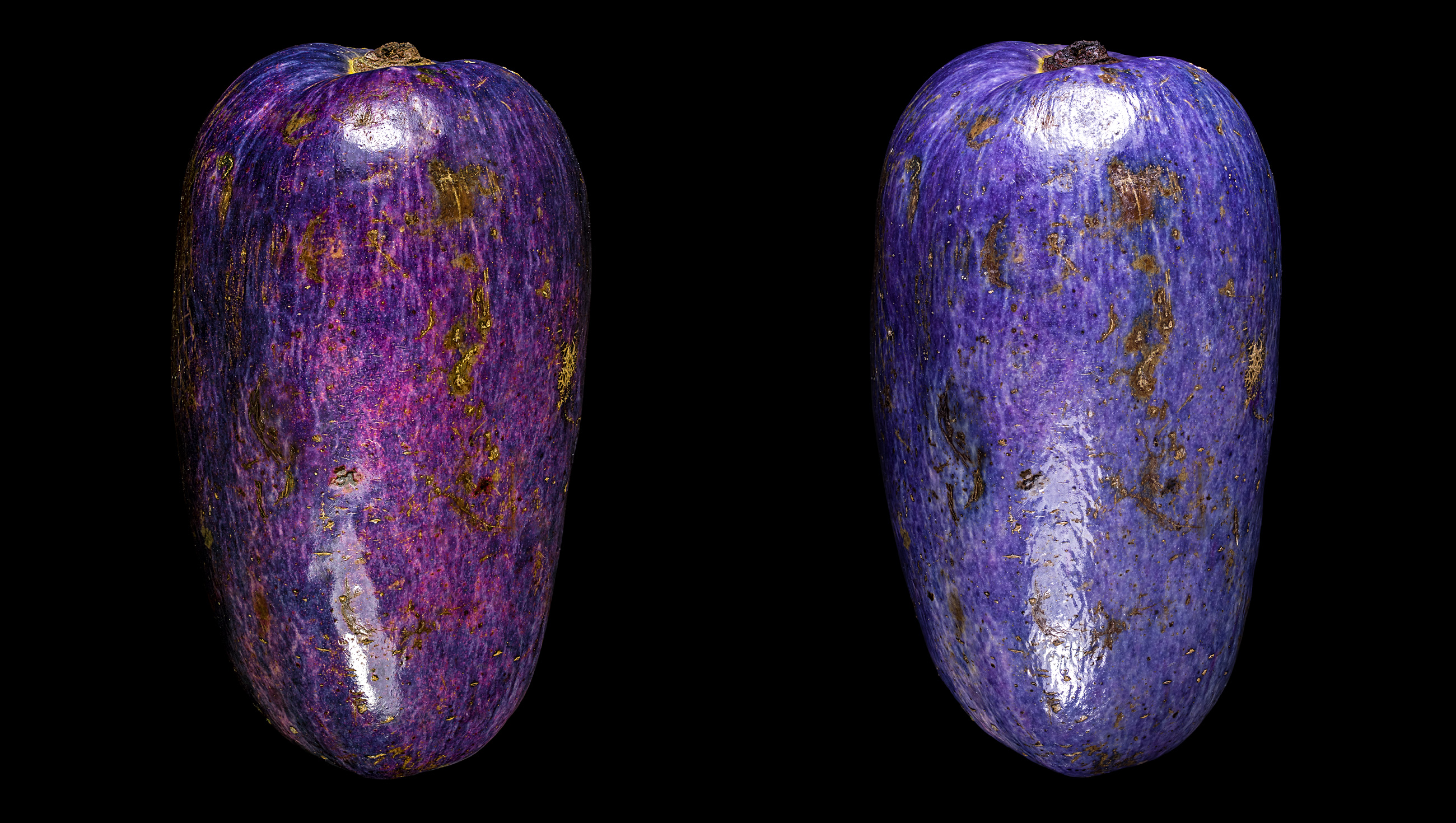 African pear: Dacryodes edulis
