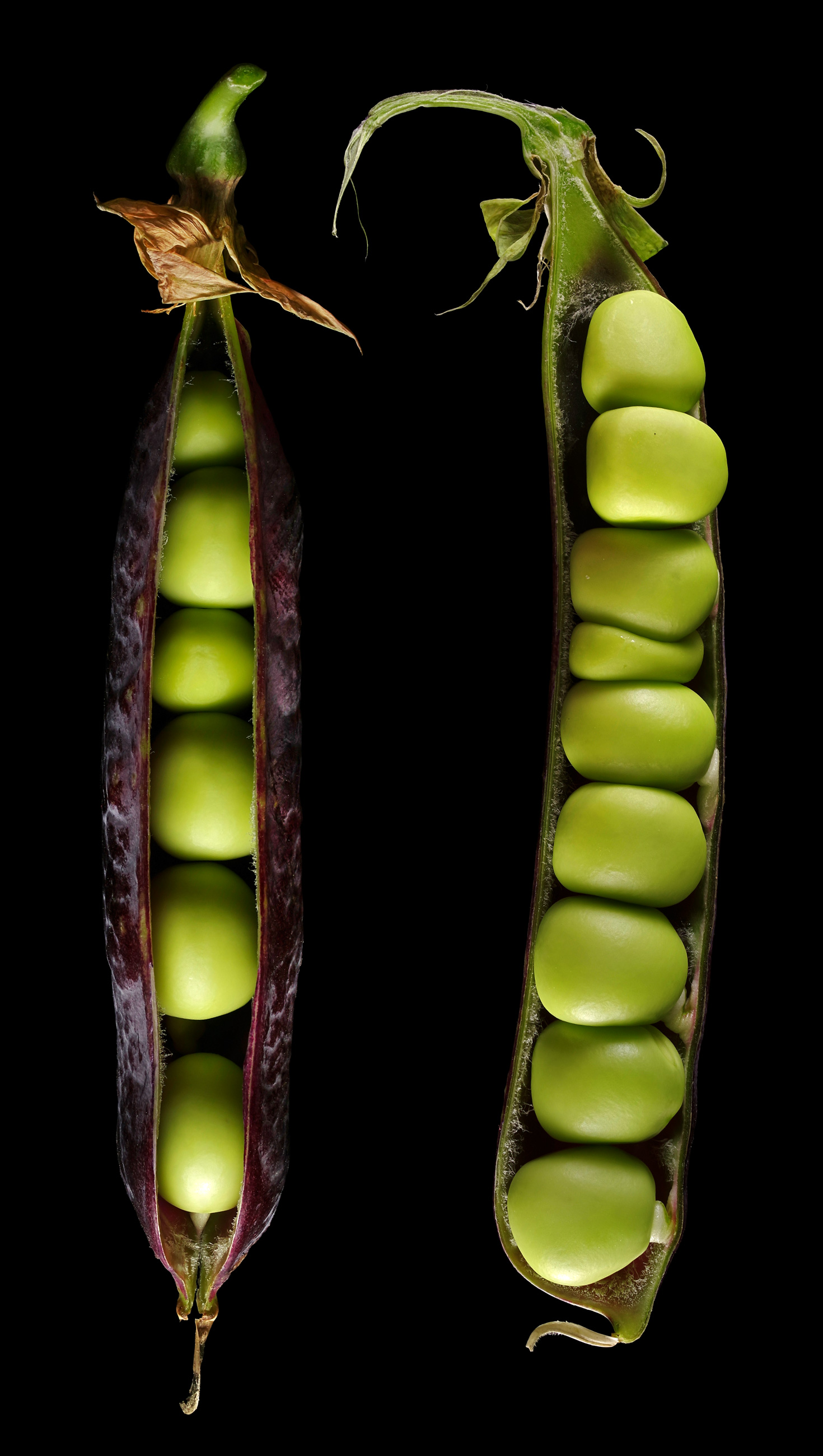 Die Blauwschokker-Kapuzinererbse: Pisum sativum convar. speciosum  Blauwschokker' | Flora obscura