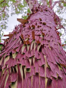 Arbutus im Palmengarten Frankfurt