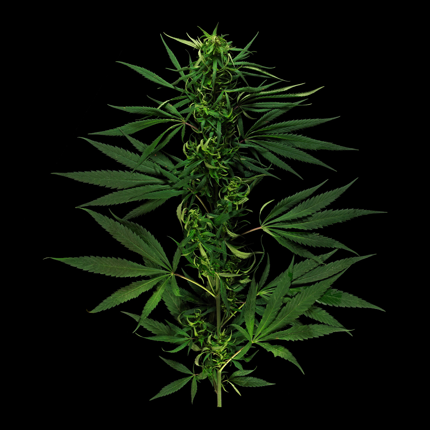 Der Kulturhanf: Cannabis sativa var. sativa ‚Kompotti‘