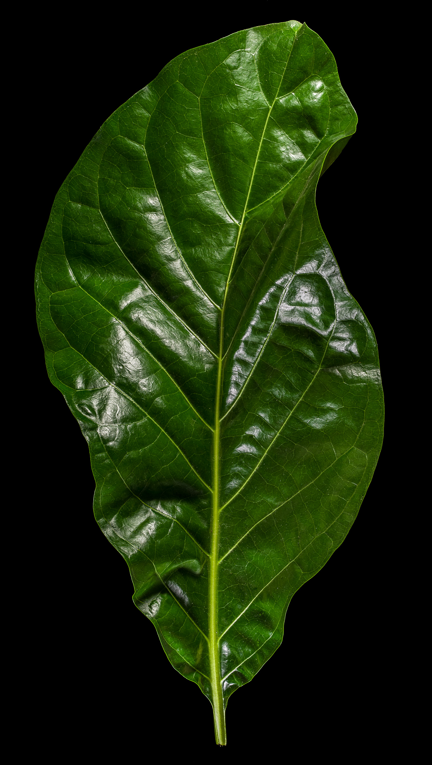 Noni Leaf (Bai-yo): Morinda citrifolia