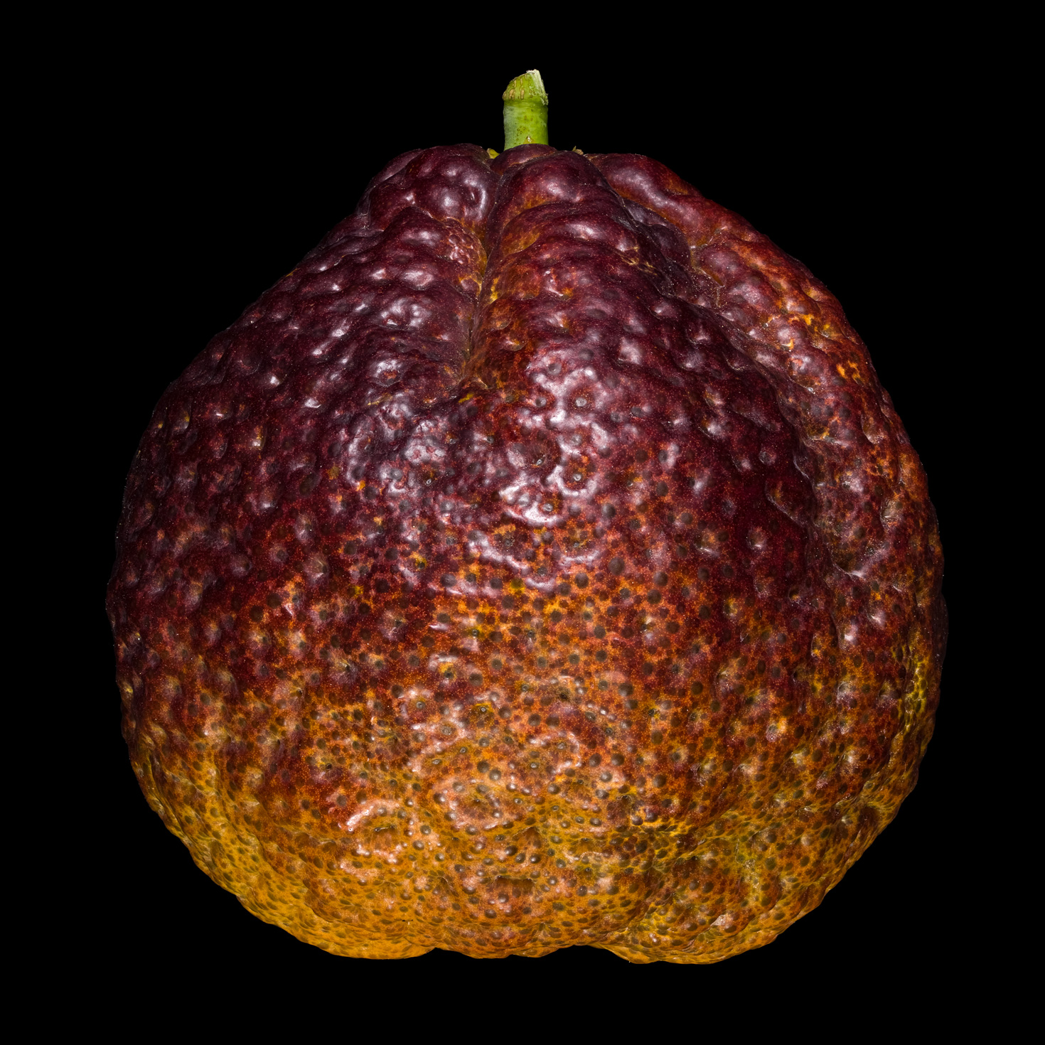 Die Blut-Clementine: Citrus × aurantium
