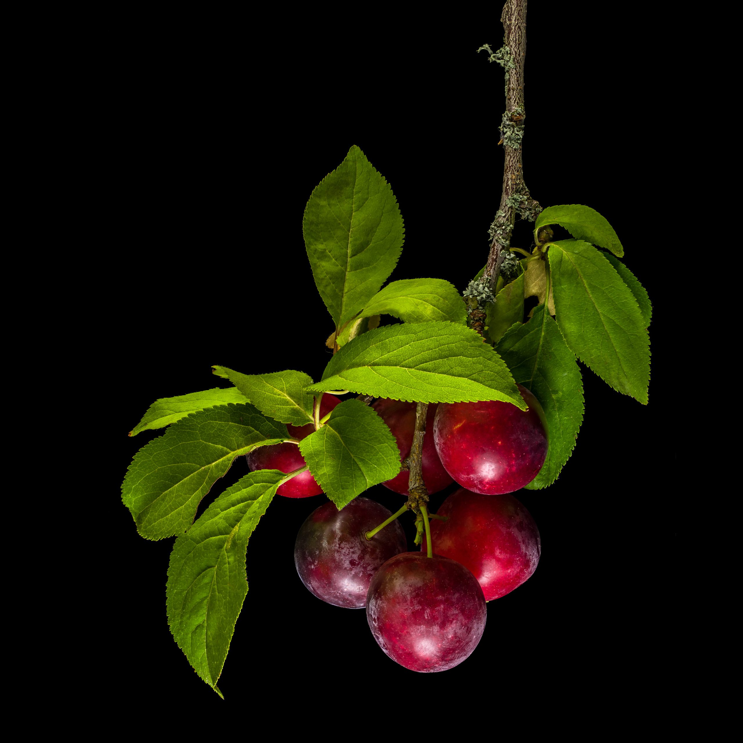 Die Kirschpflaume (rote Varietät): Prunus cerasifera