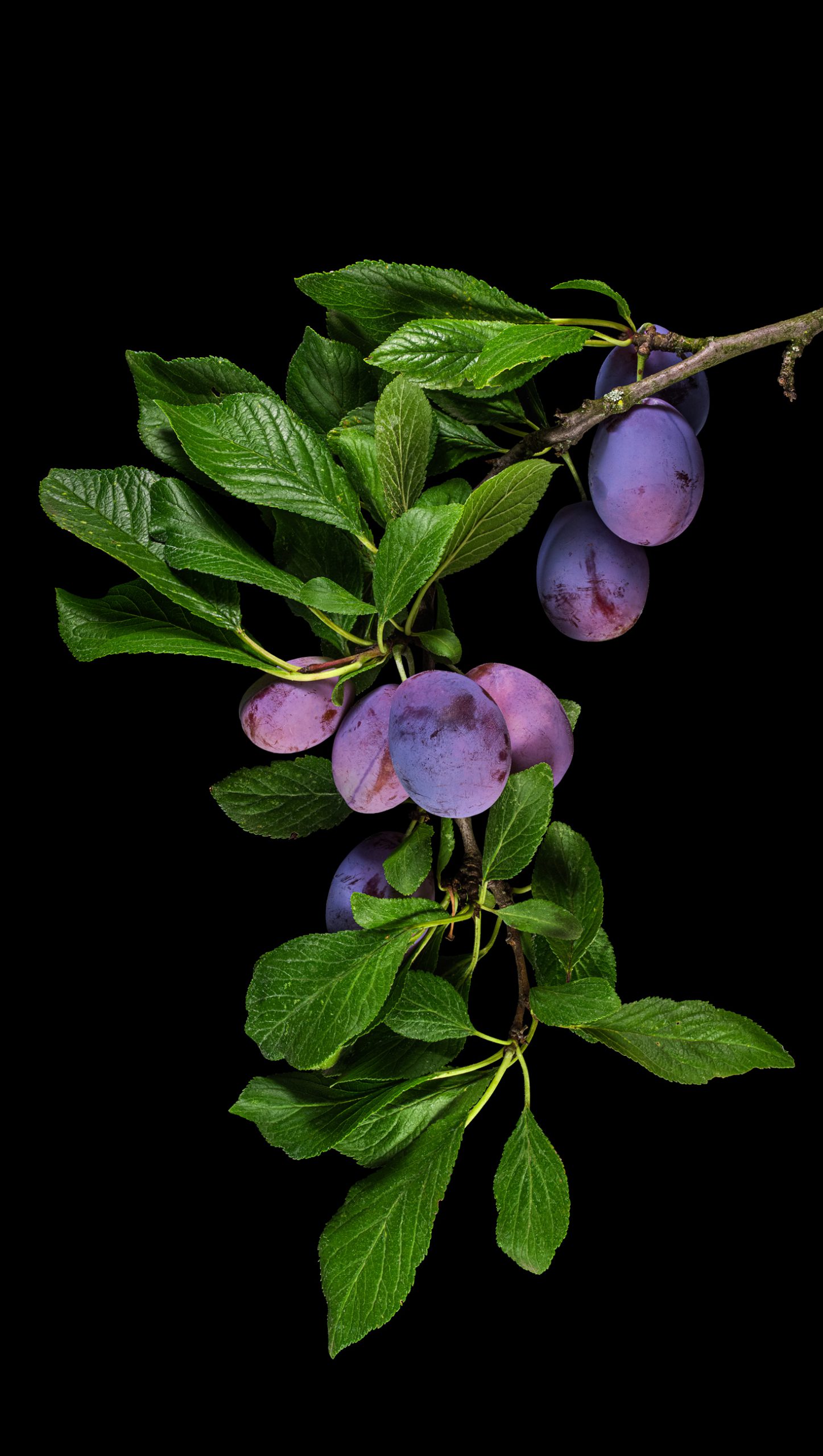 Die Zwetschge (Sorte Elena): Prunus domestica subsp. domestica ‚Elena‘